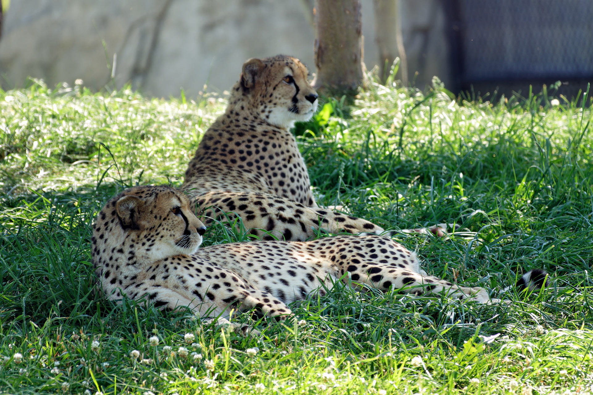 IN_Indianapolis Zoo_20170608_0258_PS.tif