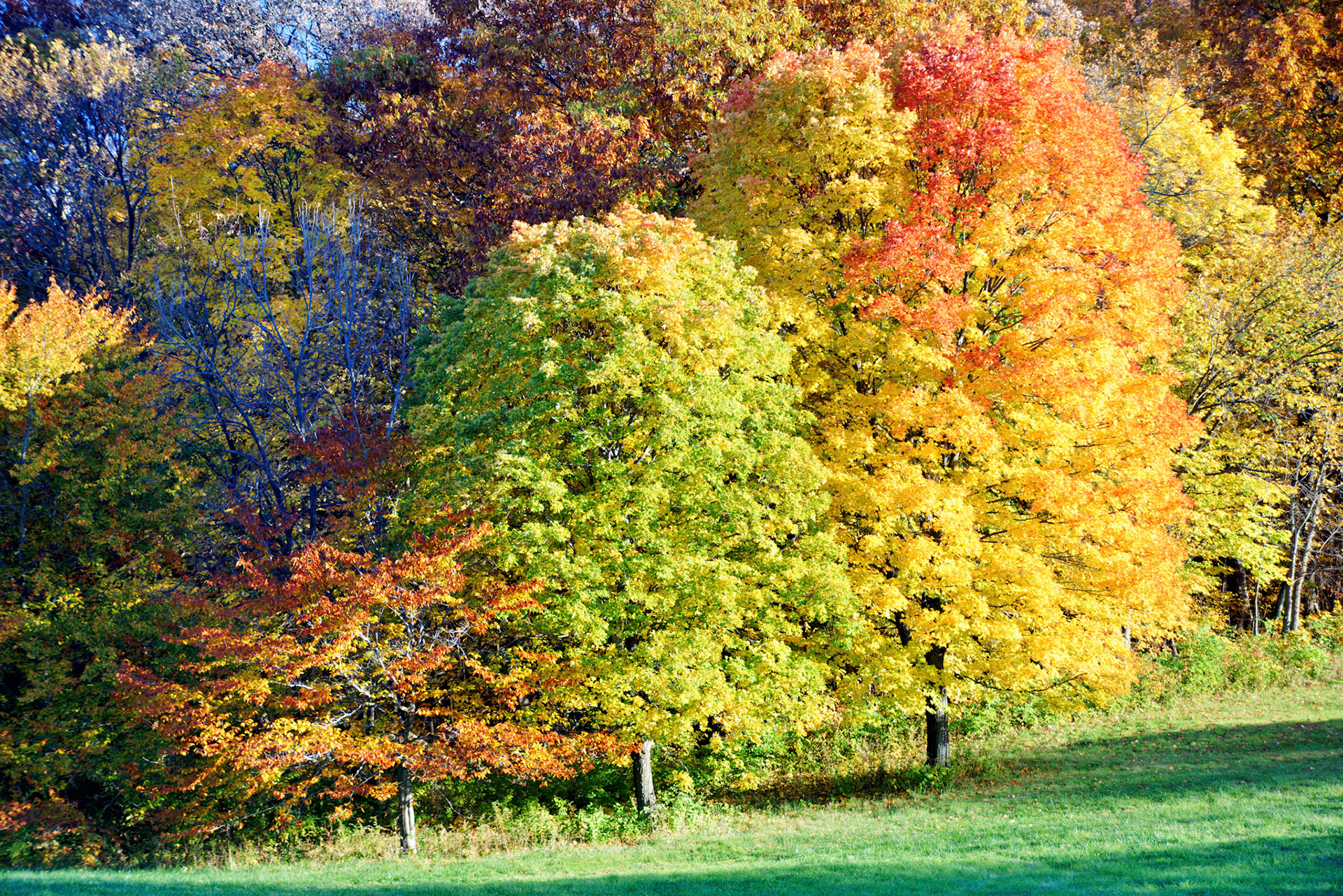 IL_Morton Arboretum_20141022_0630_PS.tif