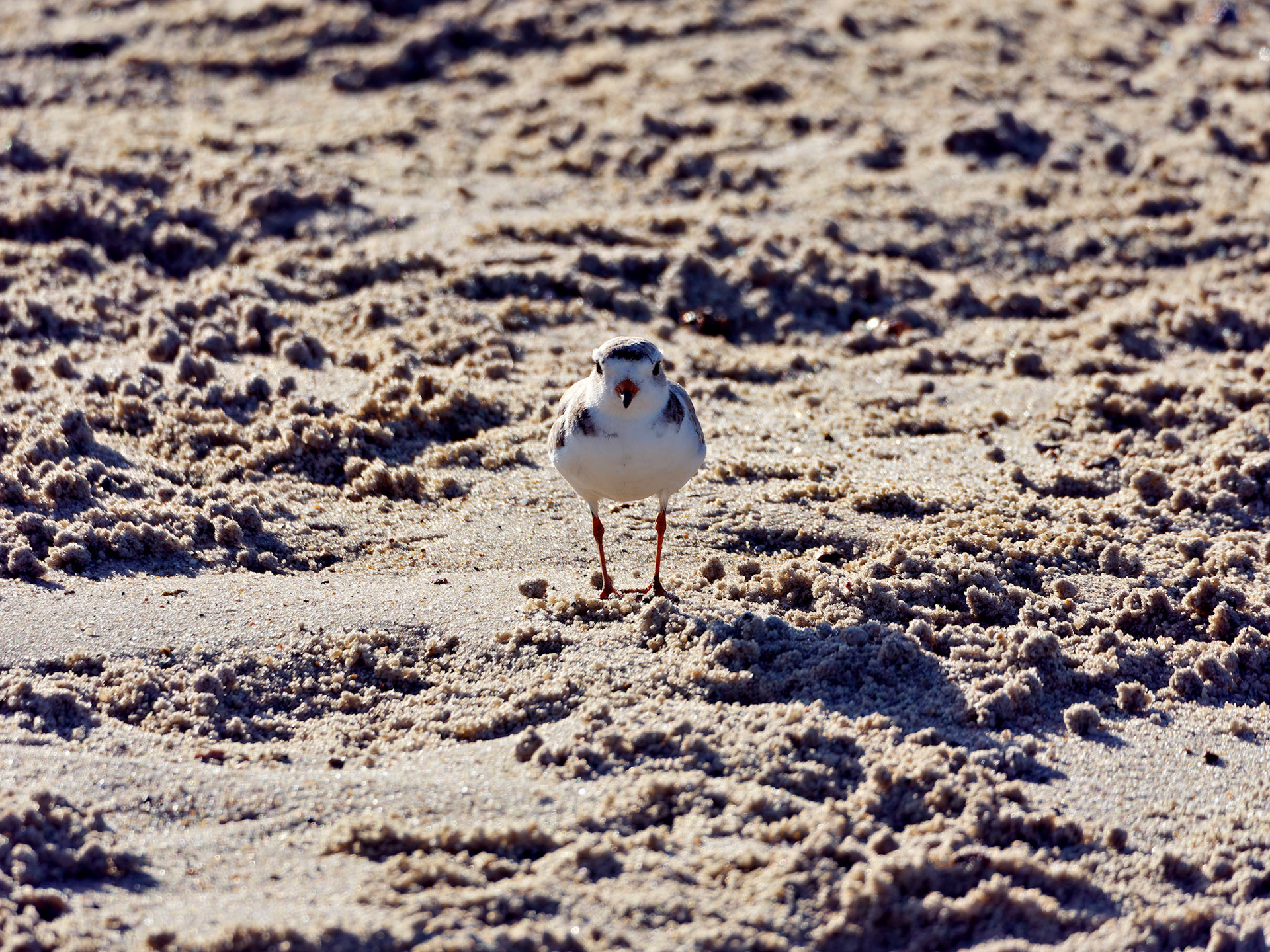 MA_CapeCod_20180724_0445_PS.dng