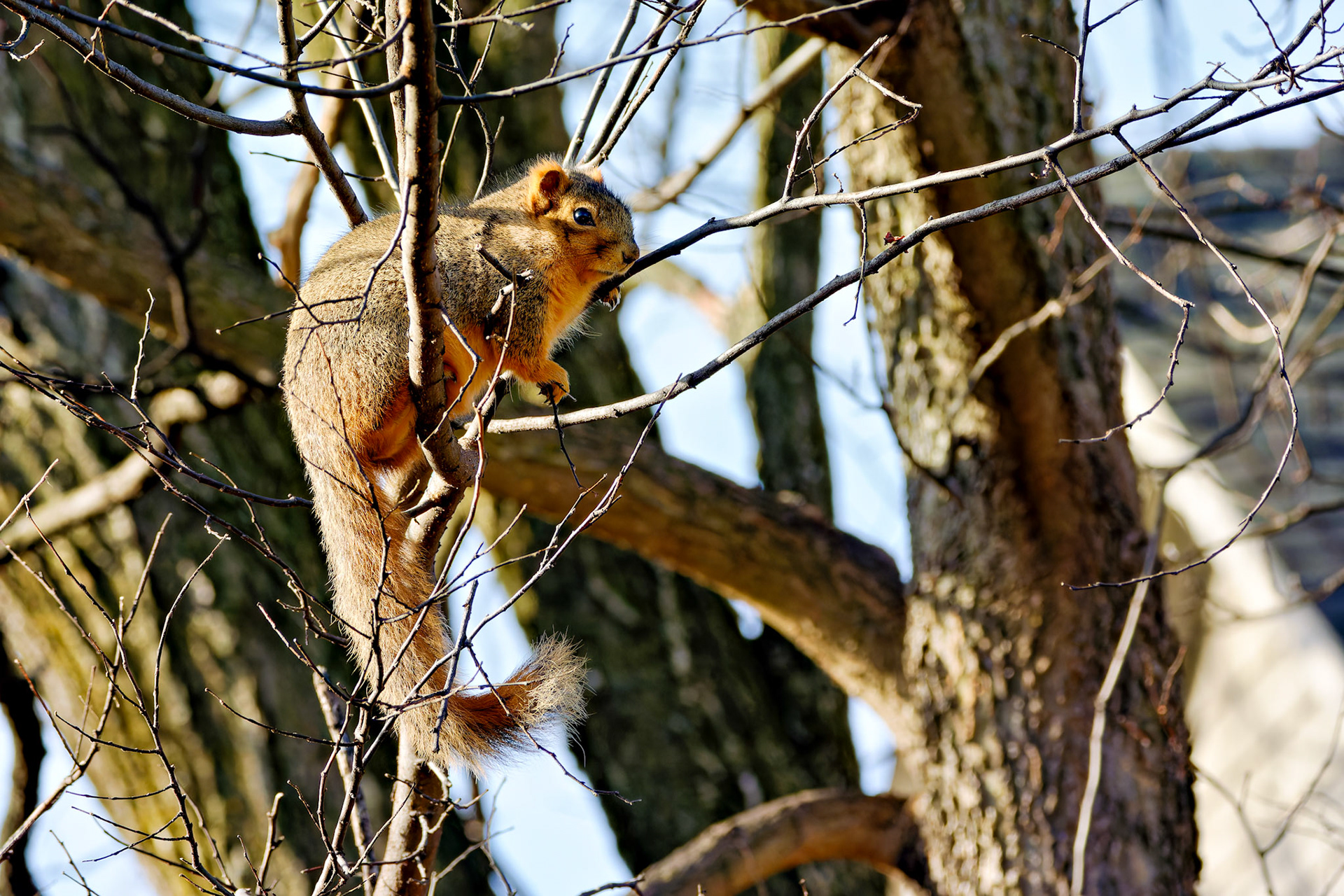 Wildlife_20141226_0616_PS.dng