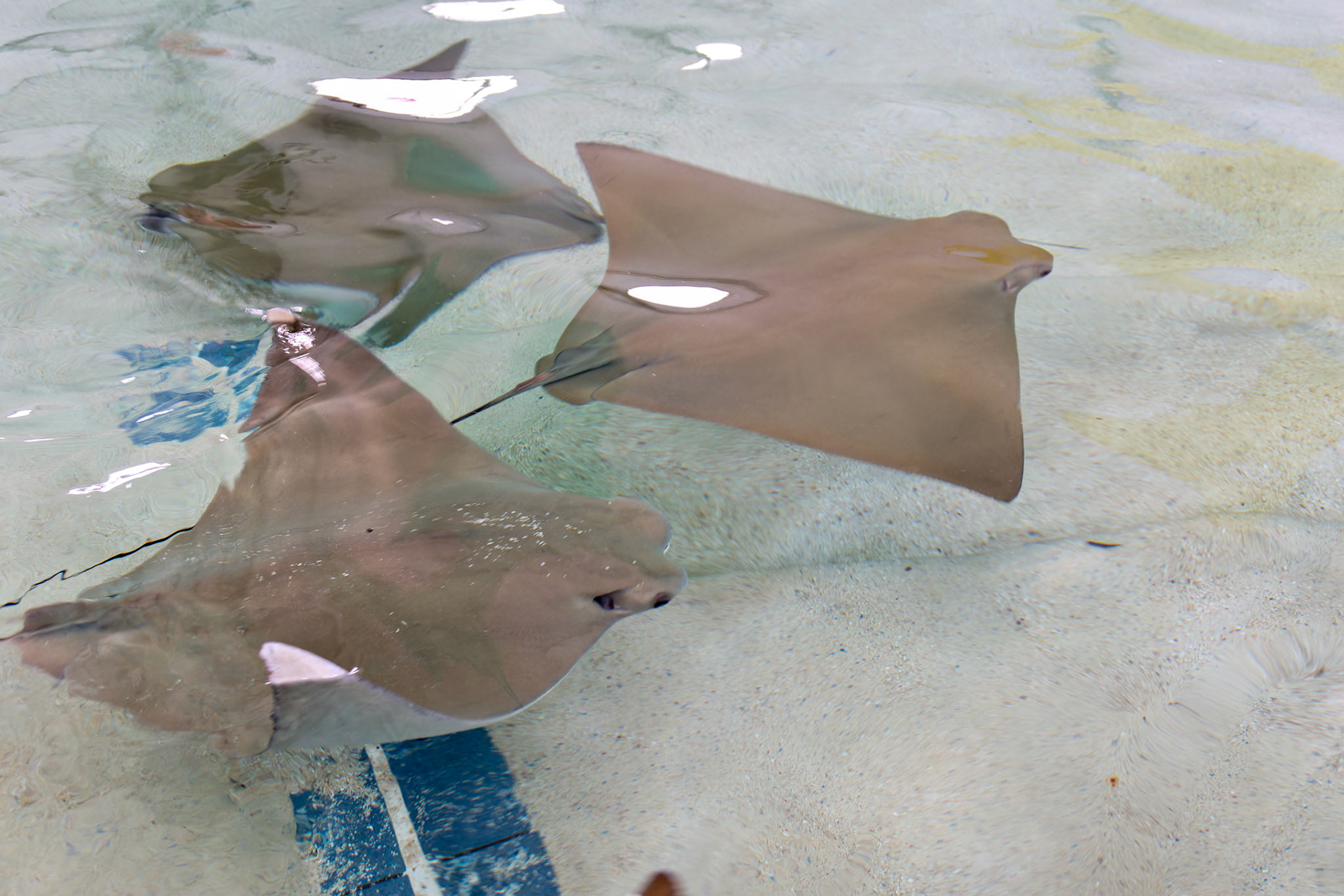 Wildlife_20160705_0711_PS.dng