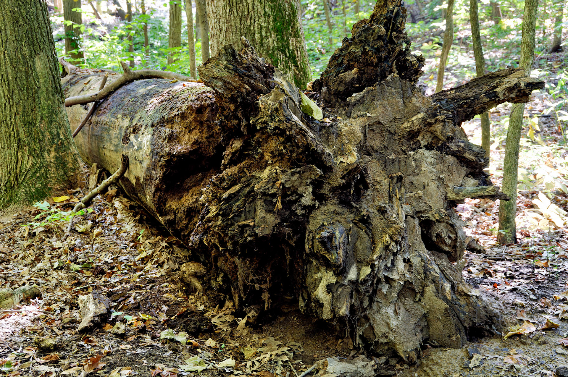 IL_Morton Arboretum_20081011_0291_PS.tif