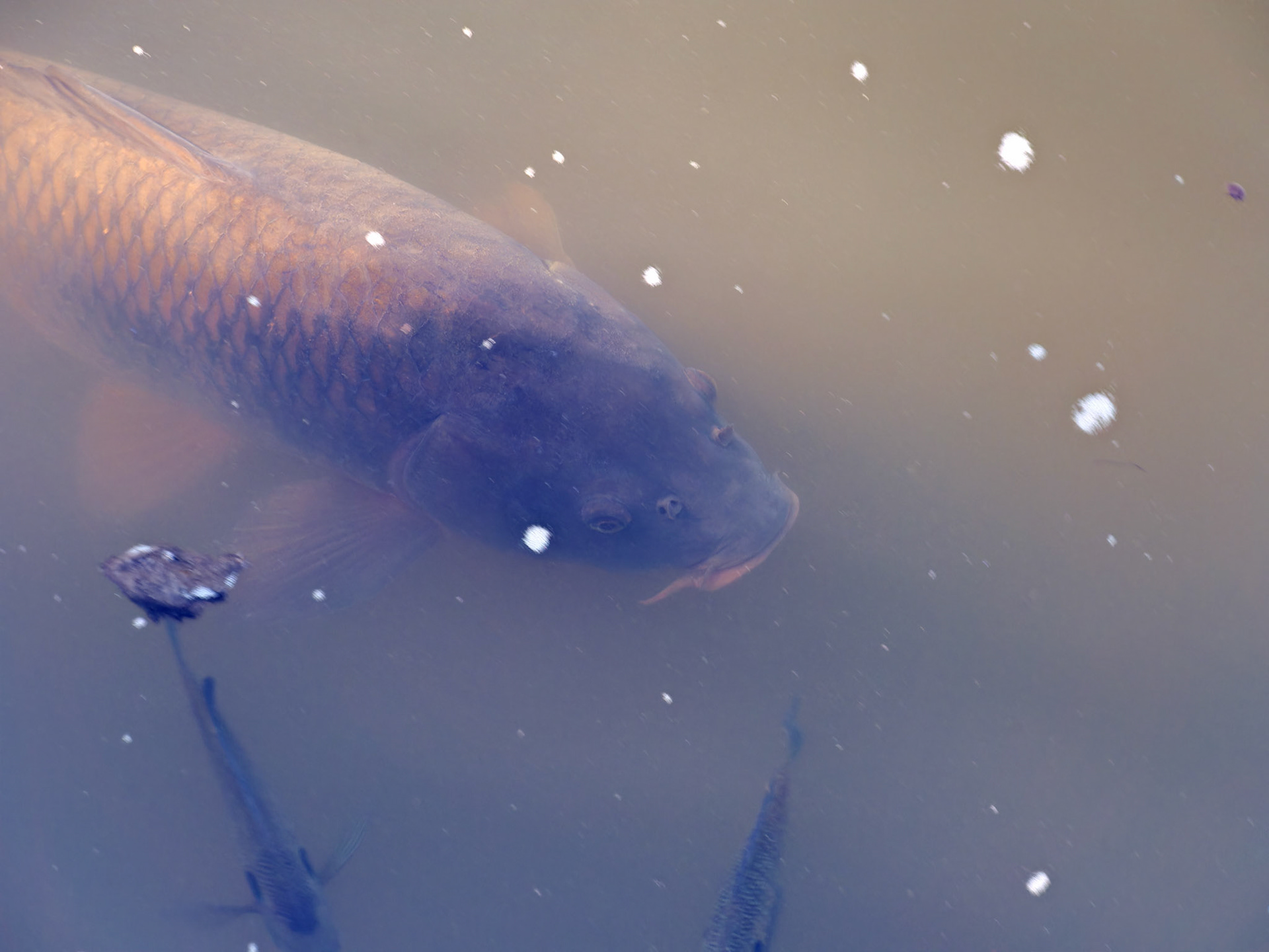 IL_Morton Arboretum_20180507_0846_PS.tif