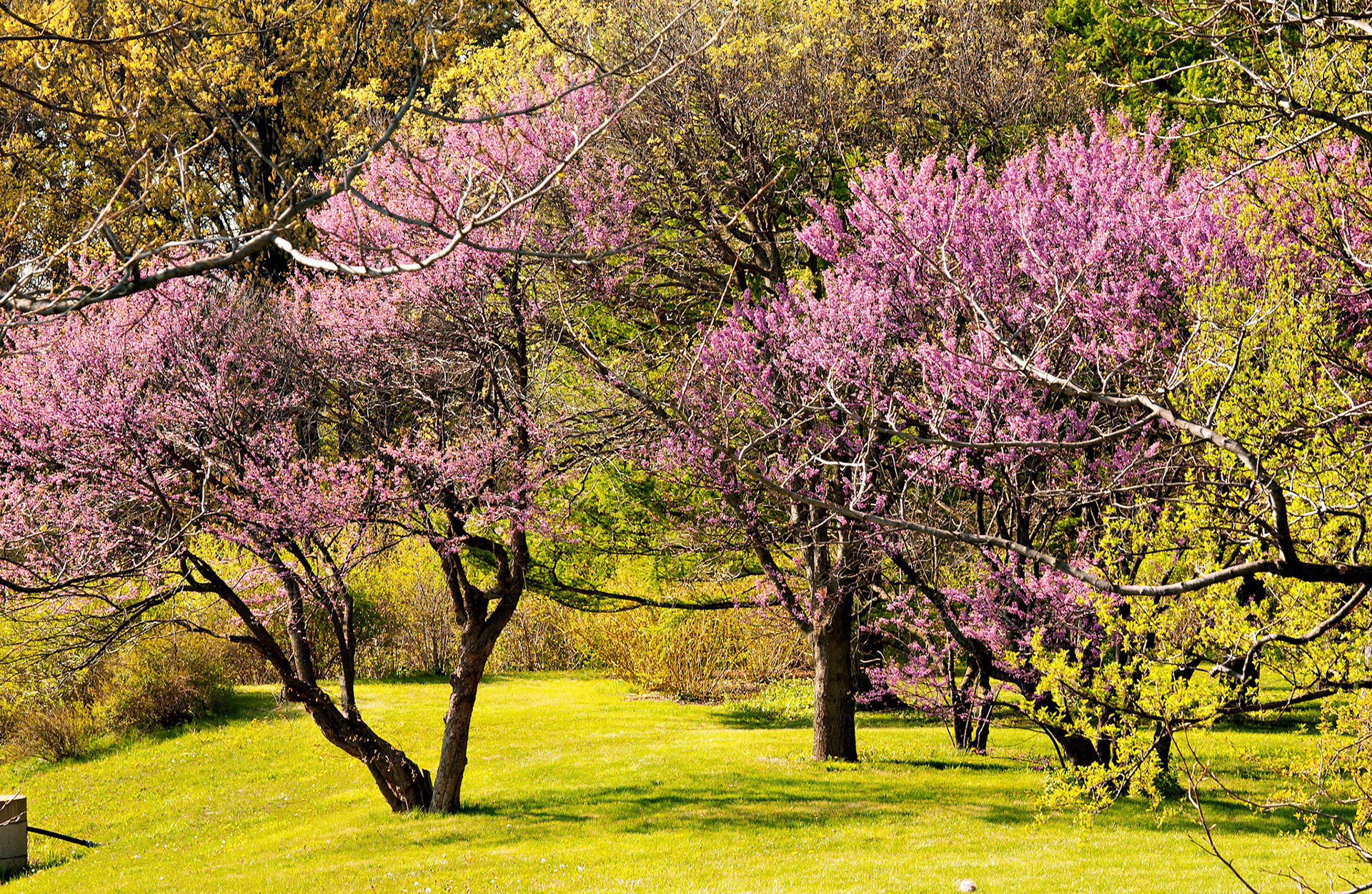 IL_Morton Arboretum_20020504_0029_PS.tif