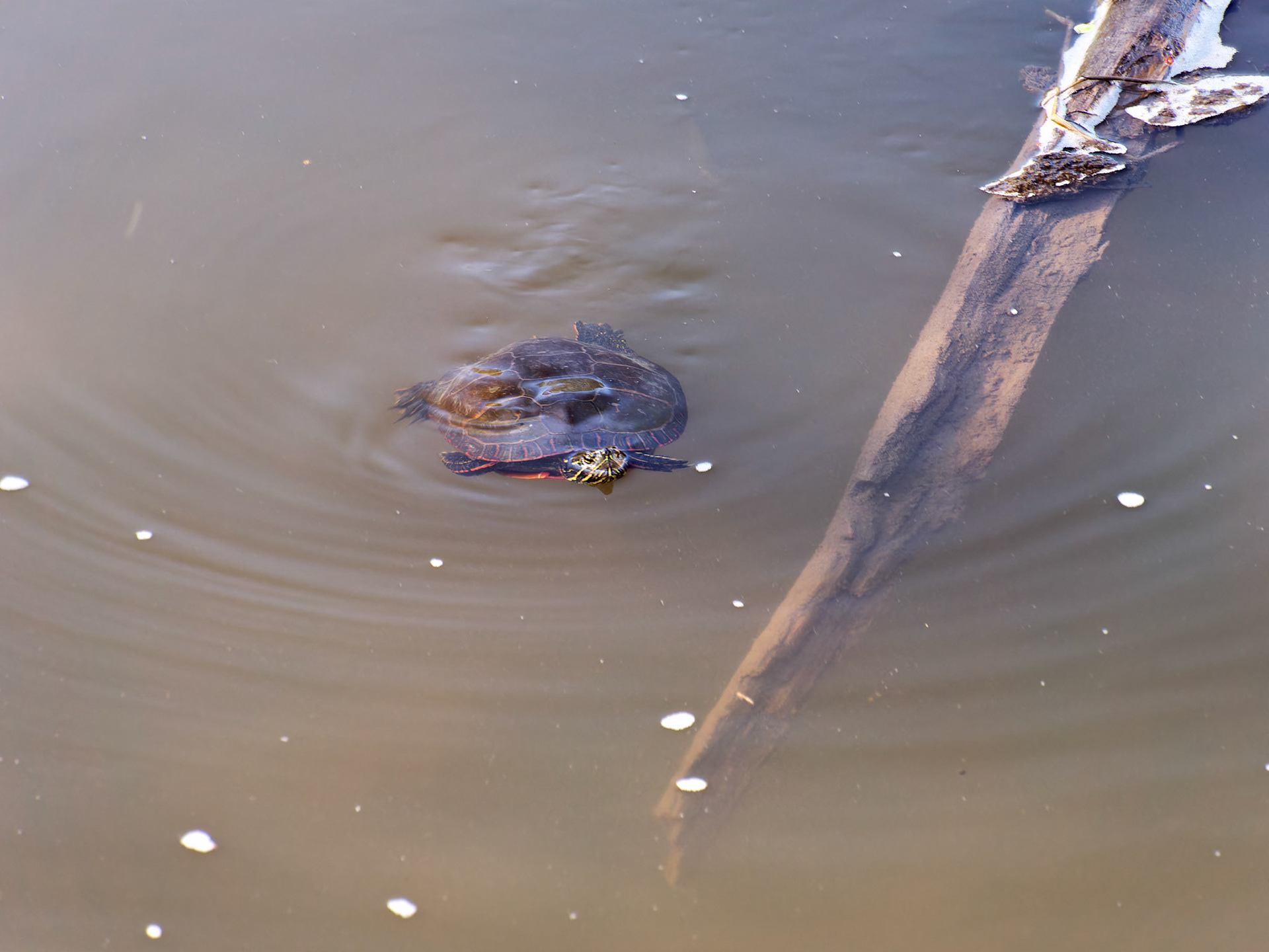 IL_Morton Arboretum_20180507_0847_PS.tif