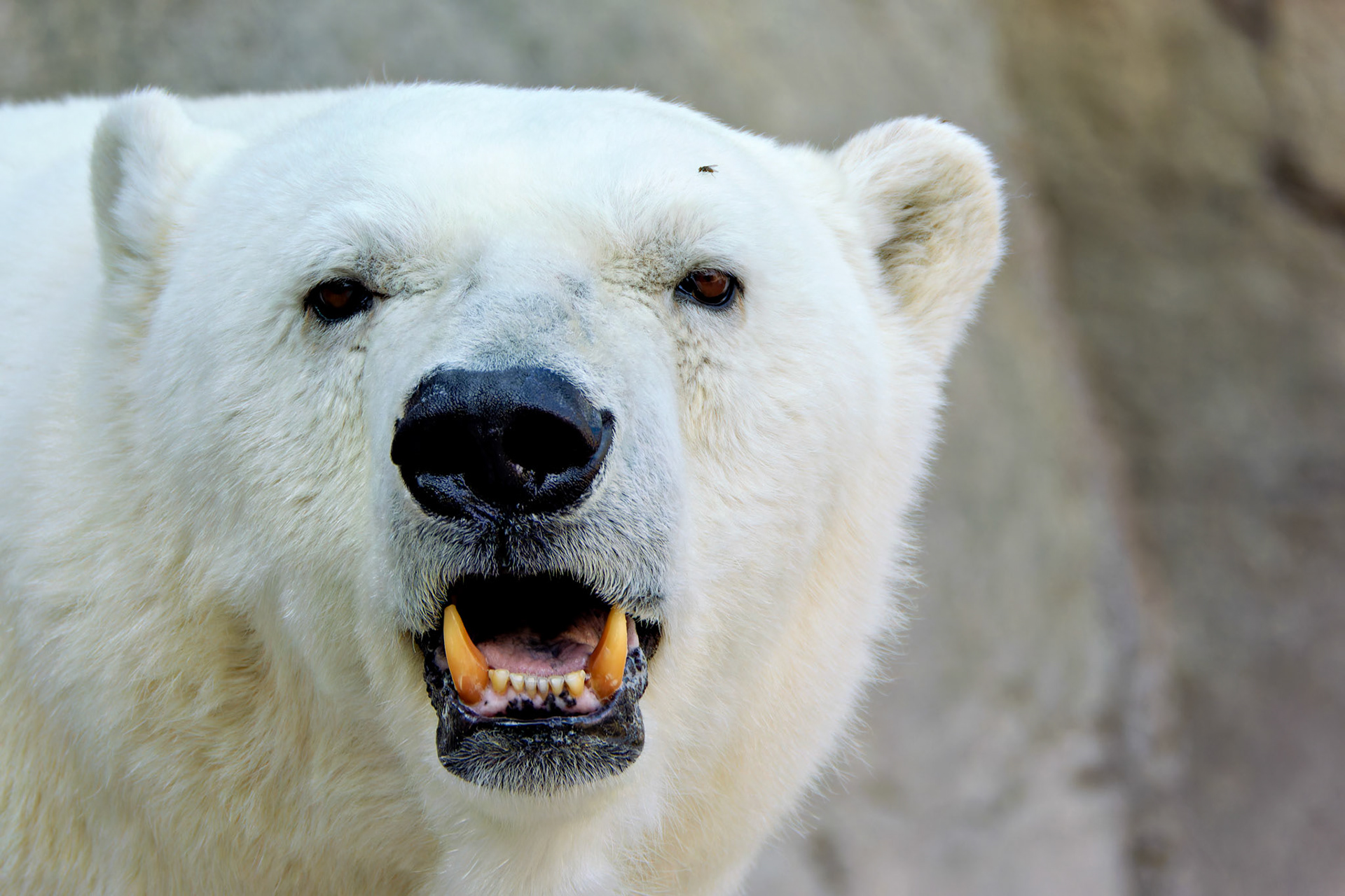 Wildlife_20140718_0449_PS.dng