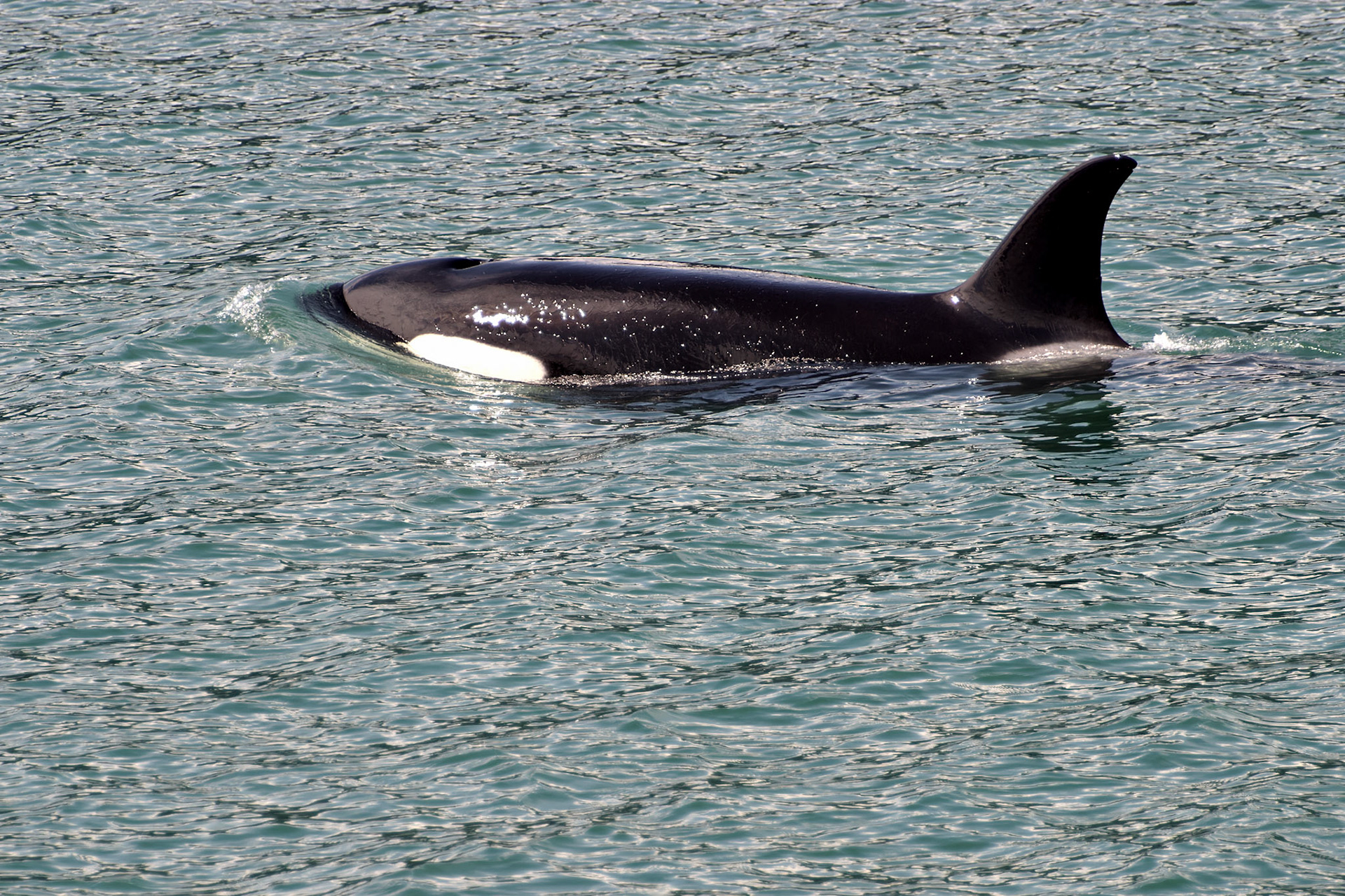 AK_20030731_0185_PS.dng