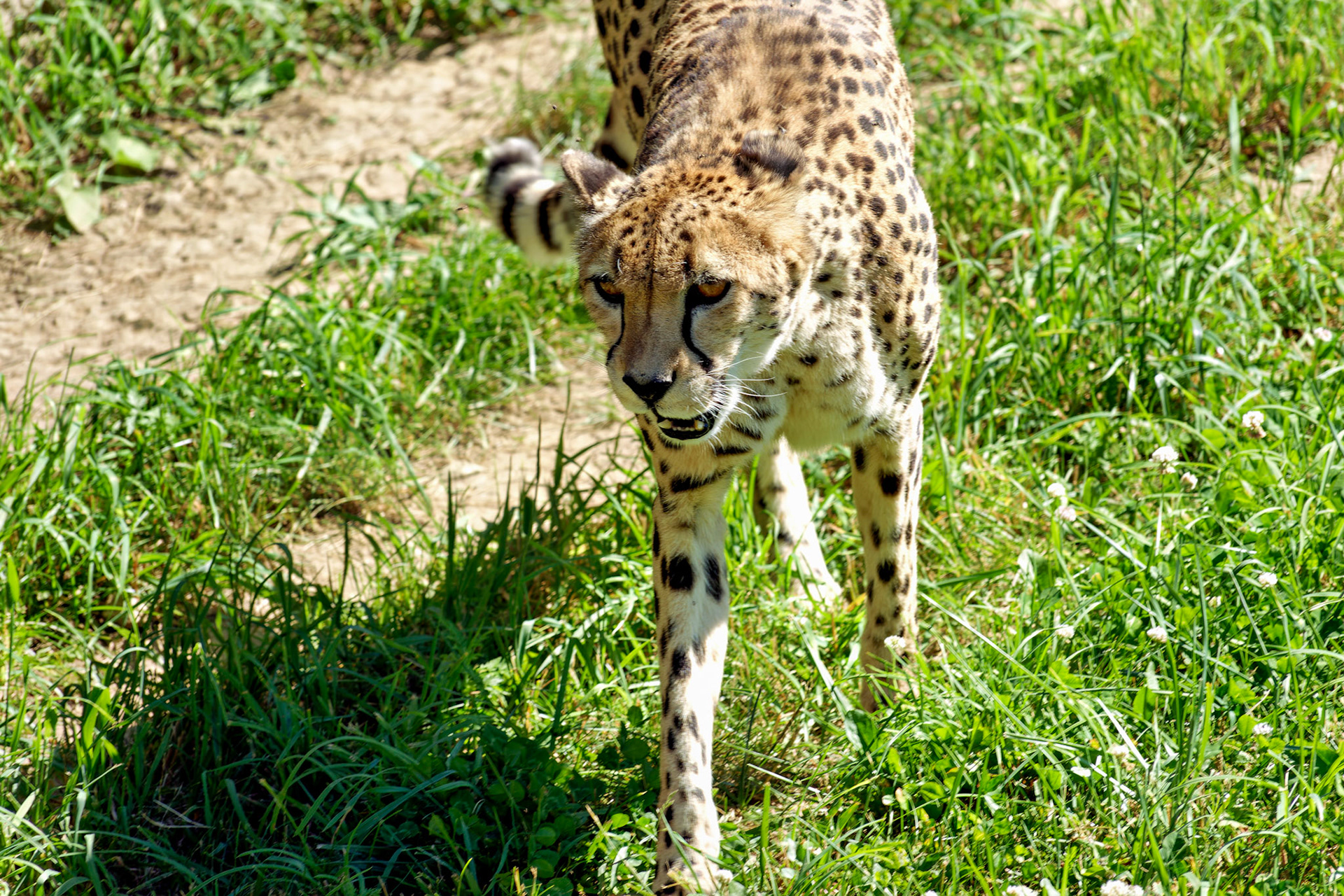 IN_Indianapolis Zoo_20170608_0254_PS.tif
