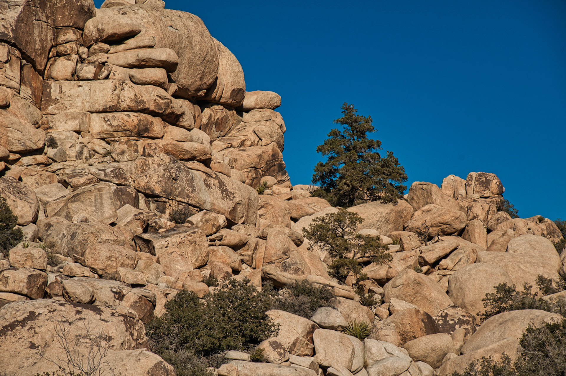 California Joshua Tree 00049