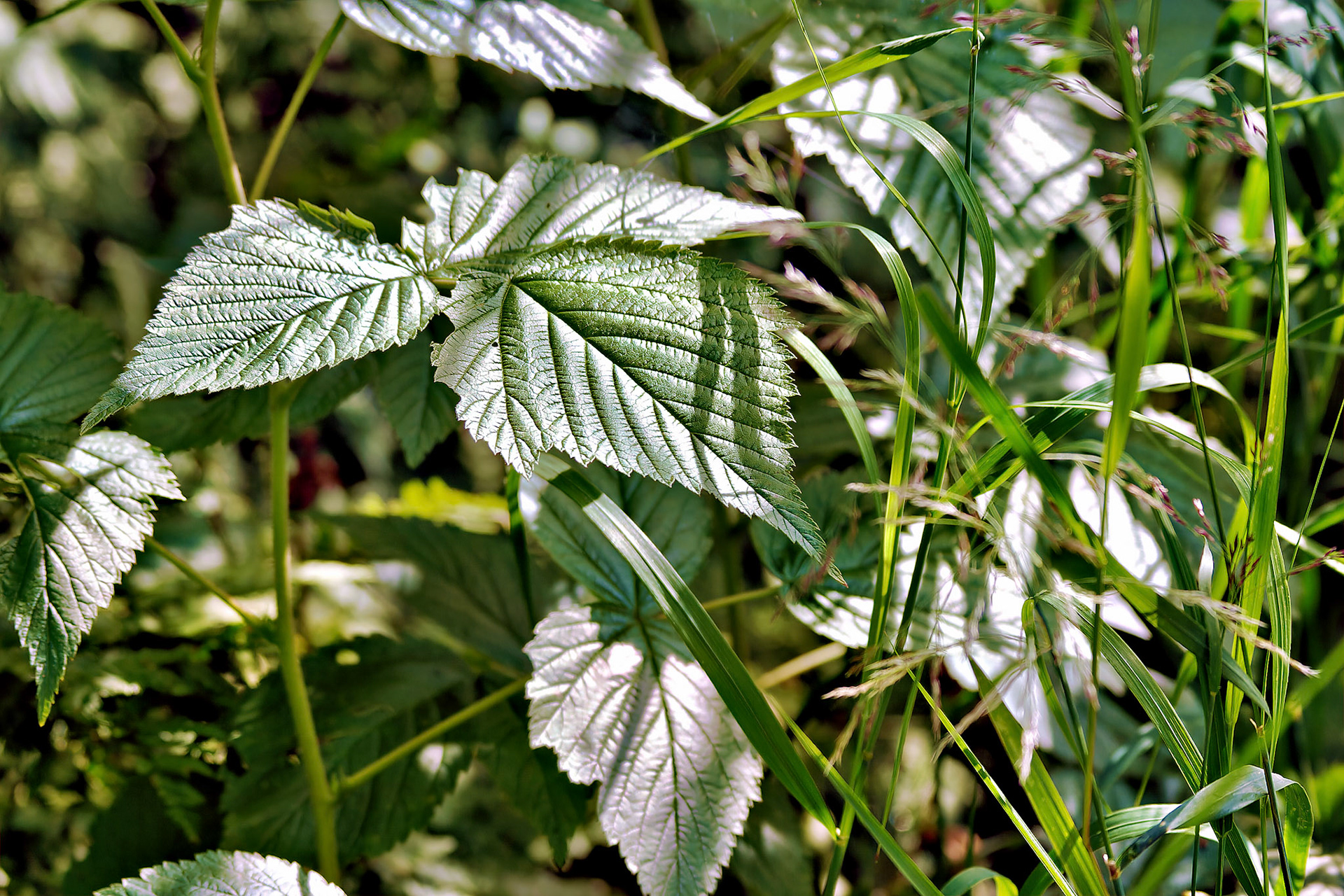 AK_20030805_0621_PS.dng