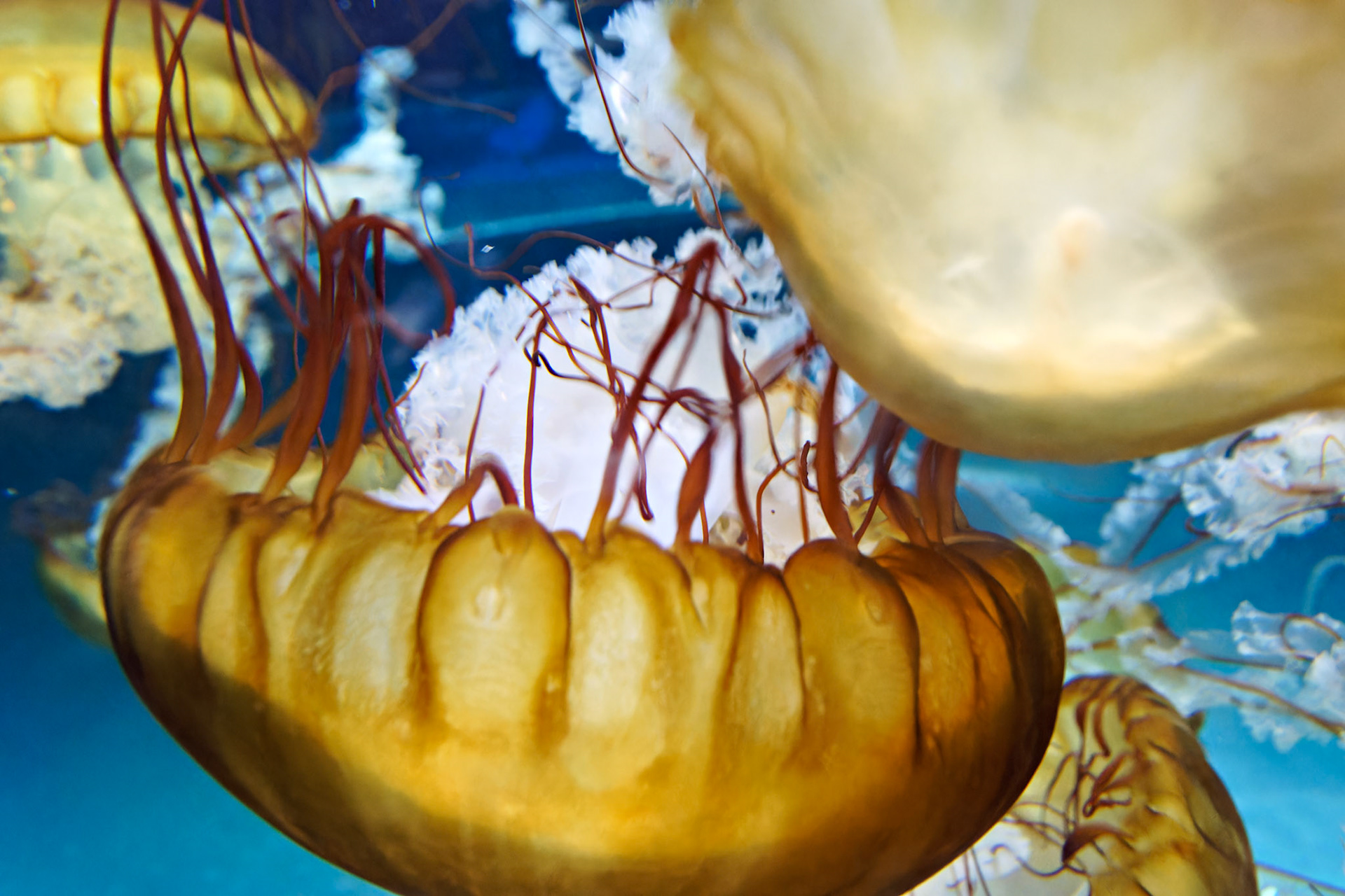 Wildlife_20140806_0605_PS.dng