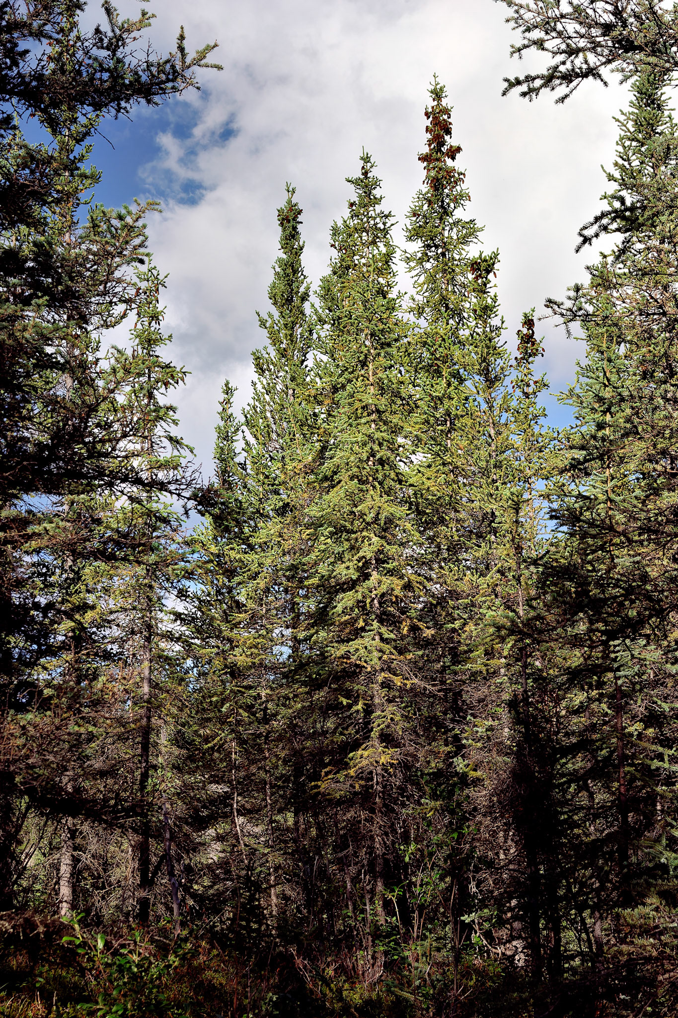 CA_20030808_0013_PS.dng