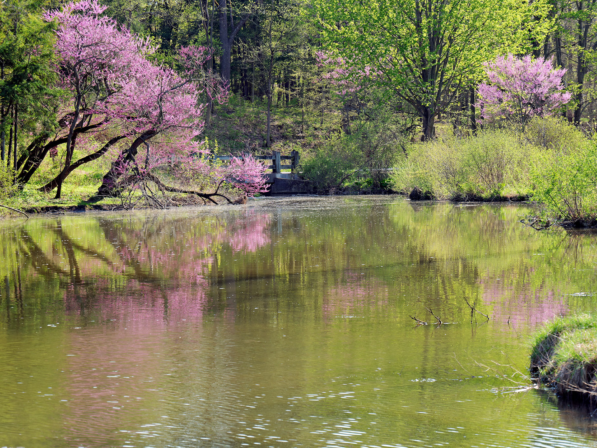IL_Morton Arboretum_20180507_0799_PS.tif