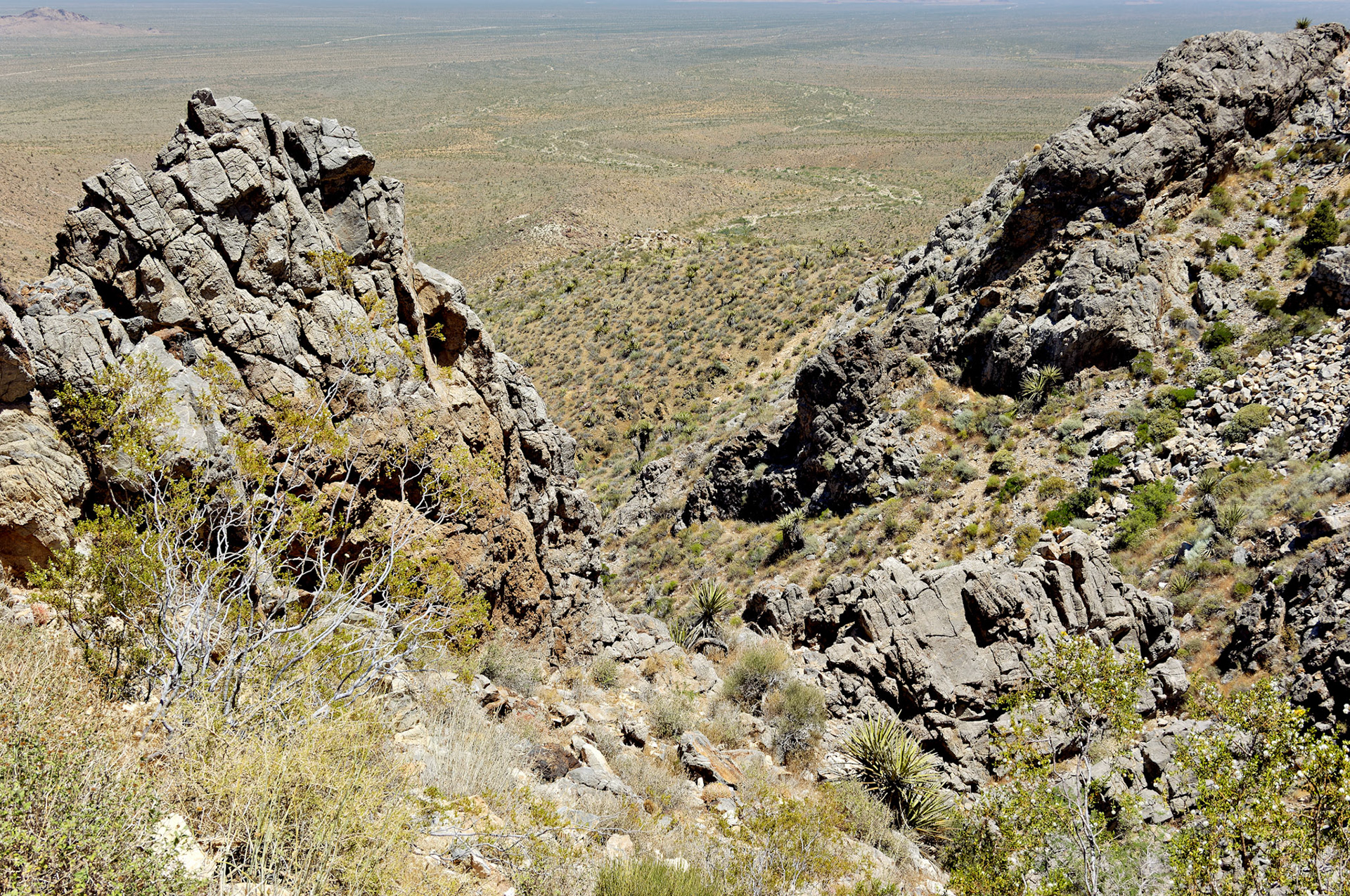 CA_20050614_0082_PS.dng