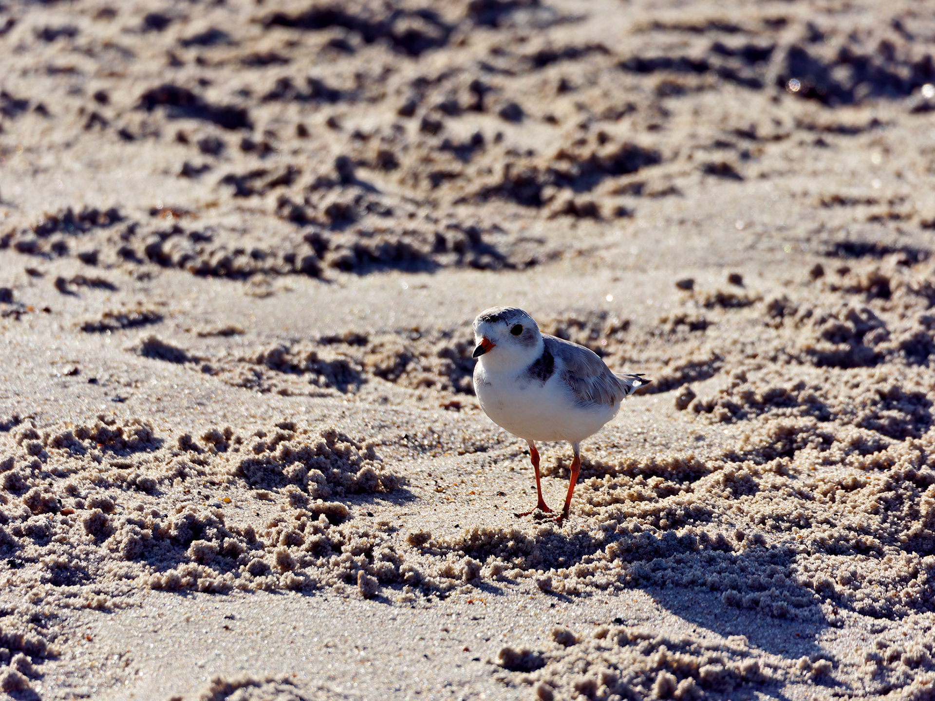 MA_CapeCod_20180724_0450_PS.dng