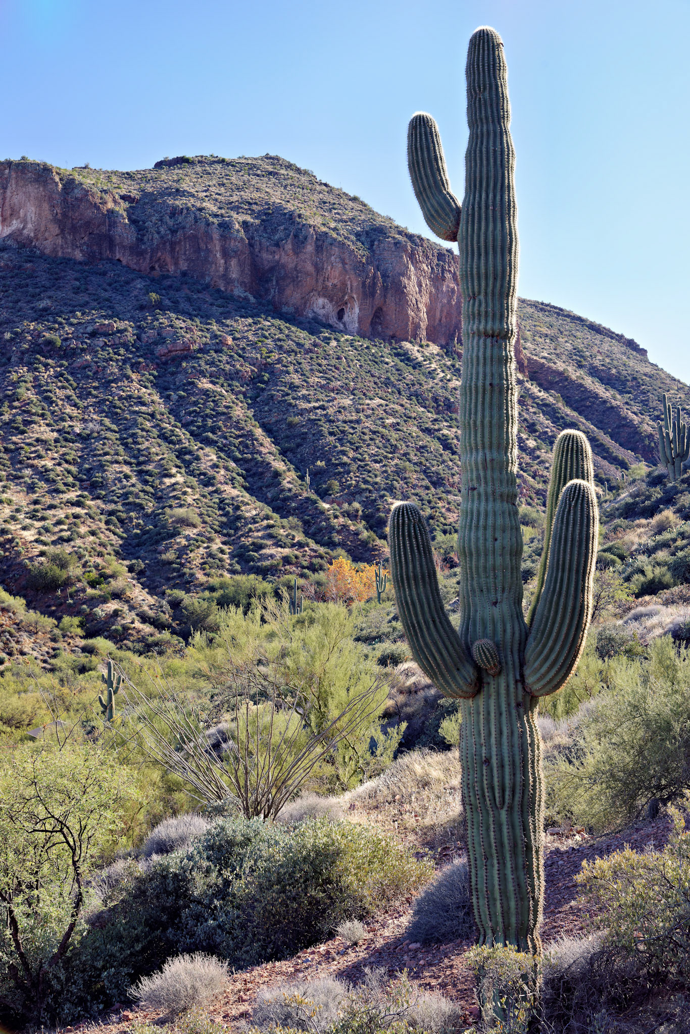 AZ_20121210_0403_PS.dng