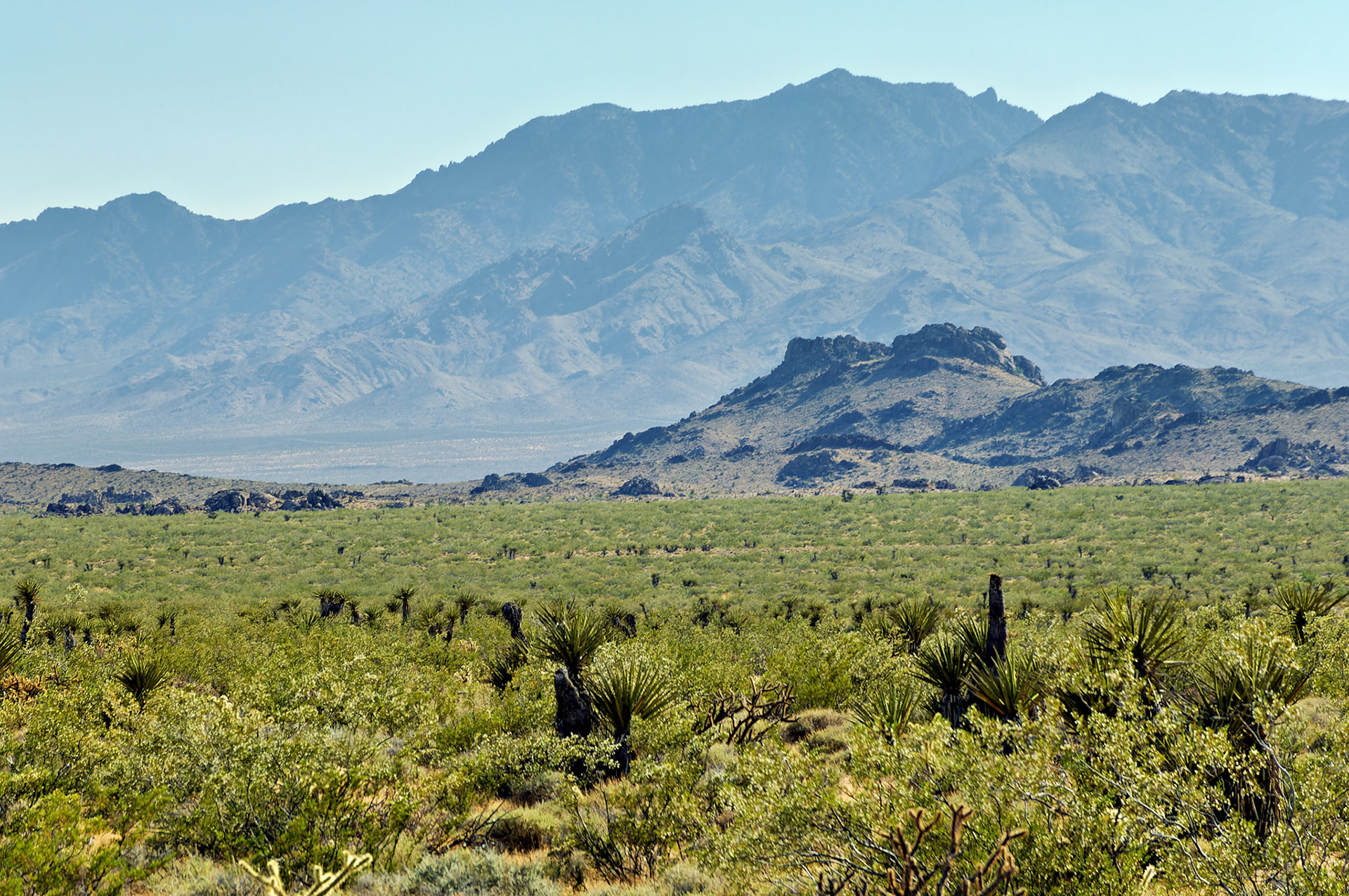 CA_20050614_0181_PS.dng