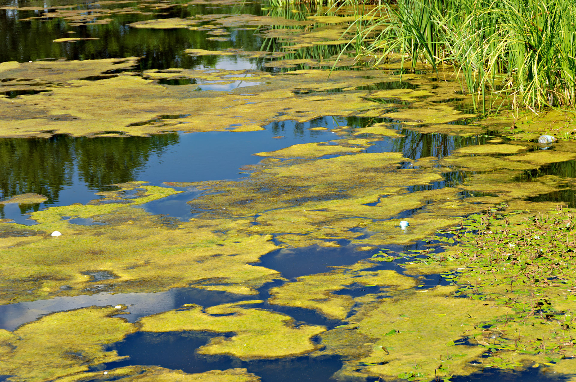 IL_Morton Arboretum_20060723_0242_PS.tif