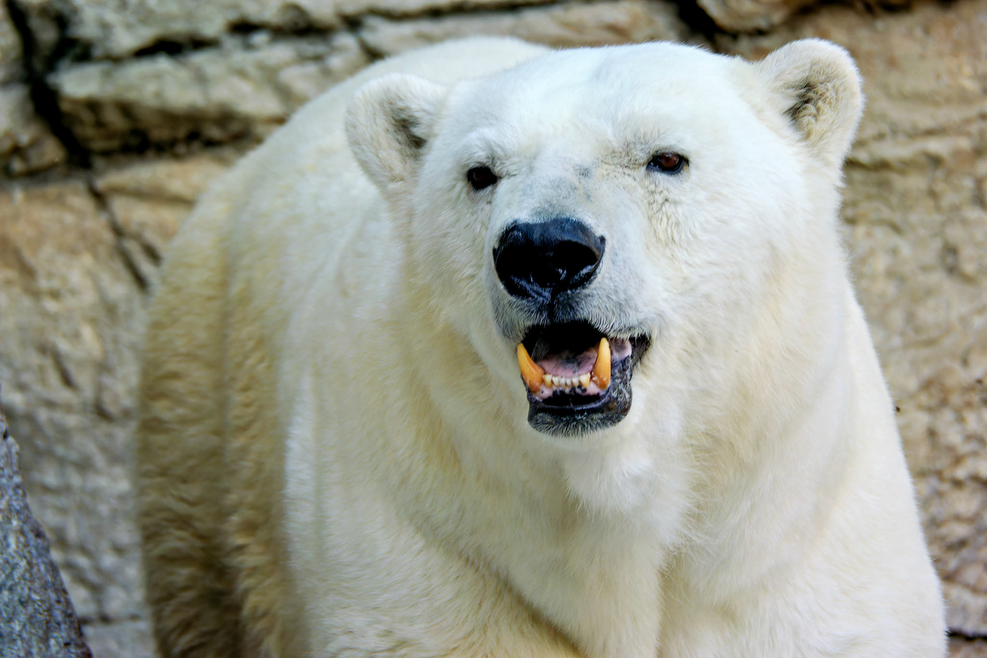 Wildlife_20140718_0434_PS.dng