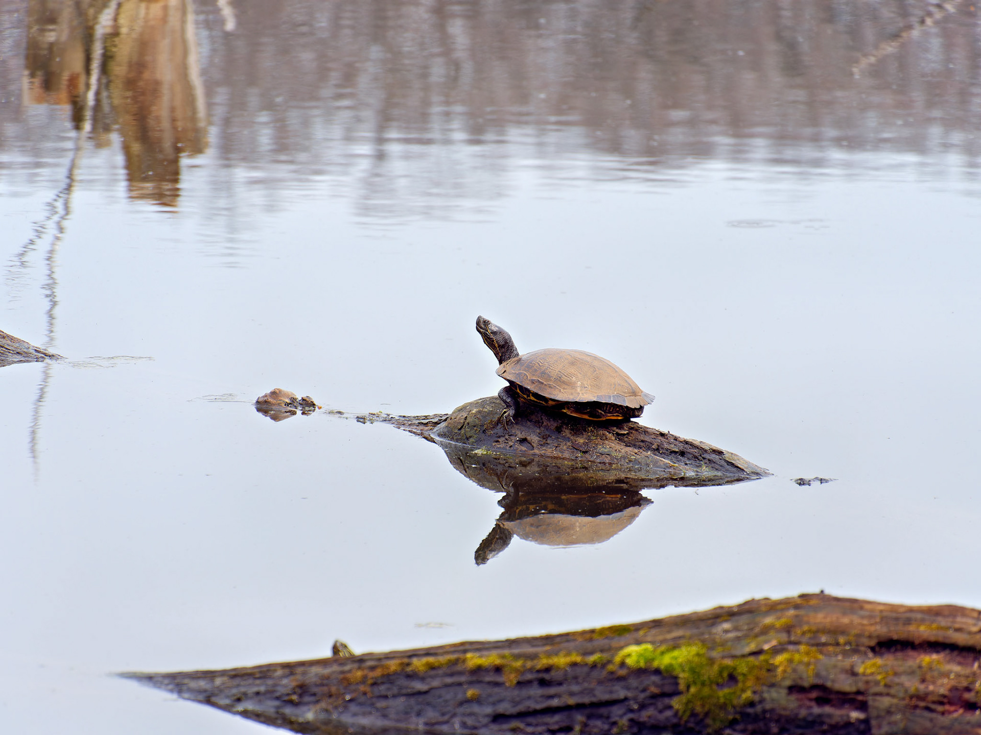 IL_Morton Arboretum_20180411_0792_PS.tif