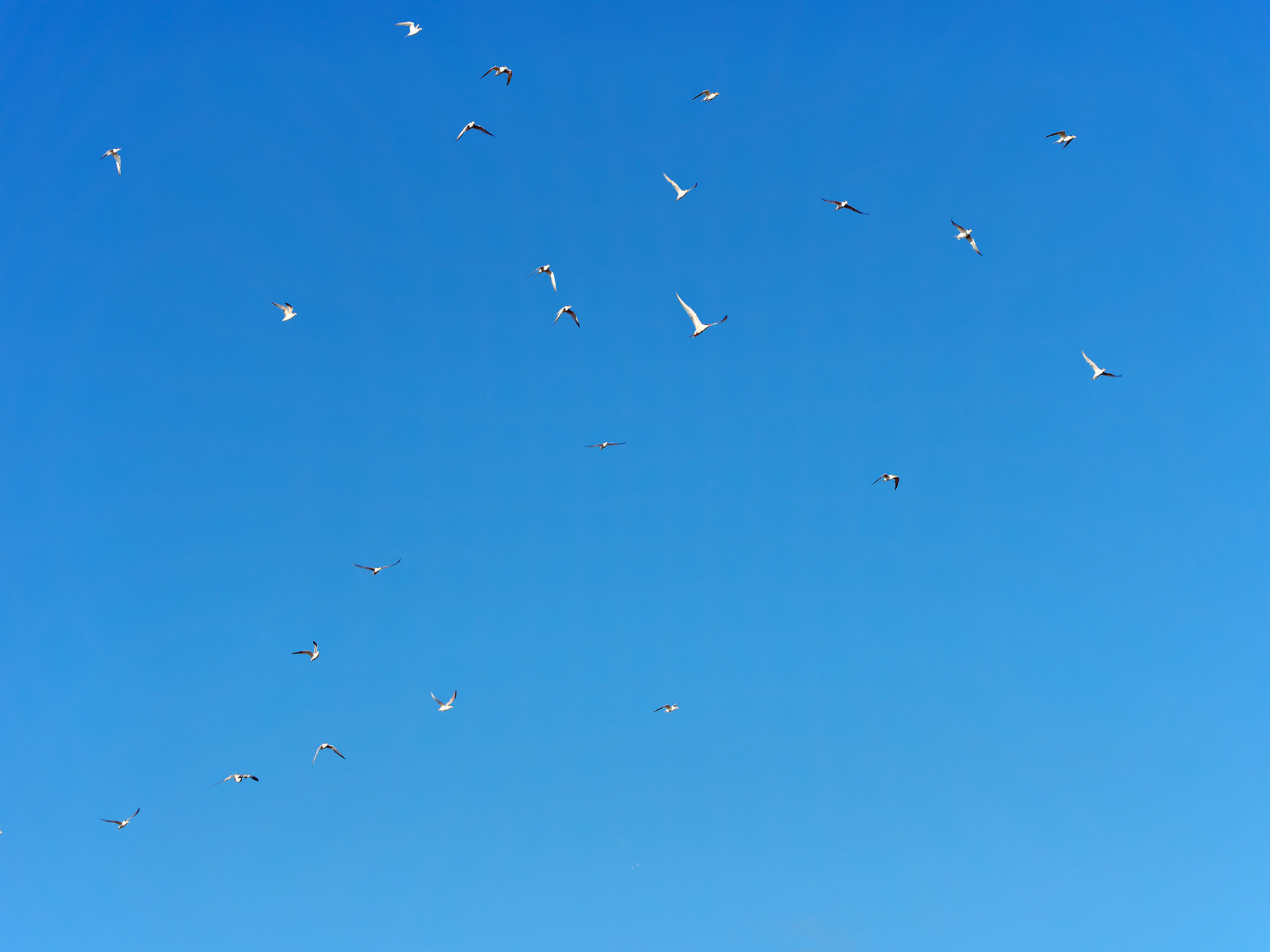 MA_CapeCod_20180724_0408_PS.dng