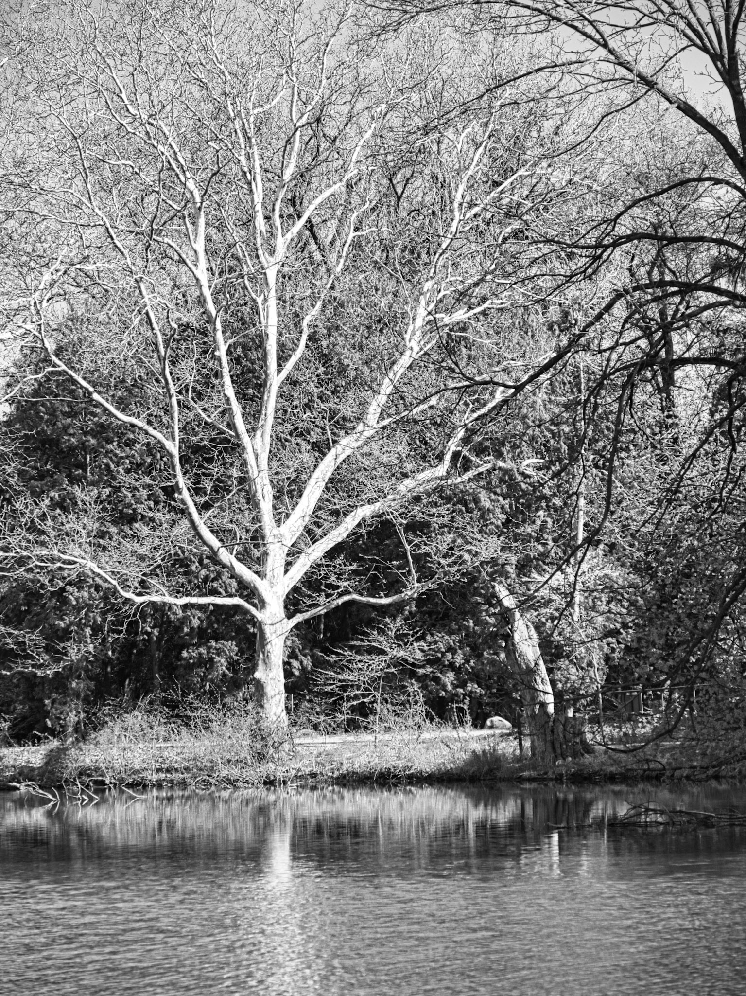 Black &amp; White 00259