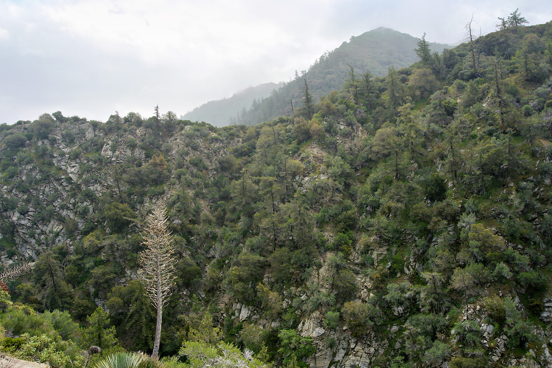 CA_LA_20030514_0055_PS.dng