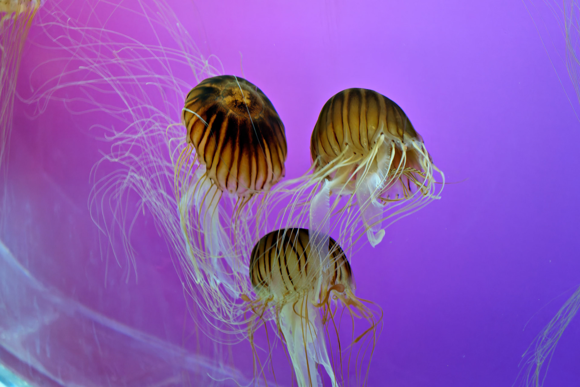 Wildlife_20120725_0298_PS.dng