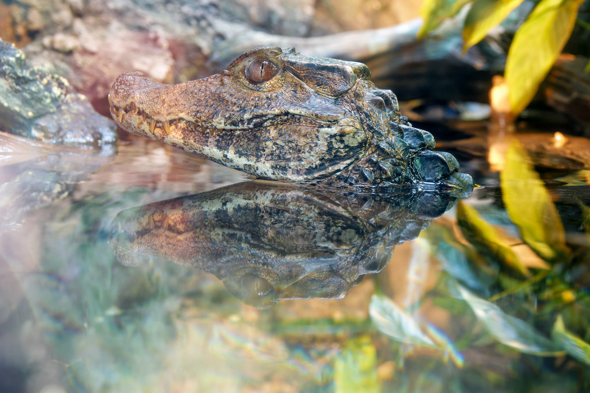 Wildlife_20160705_0685_PS.dng