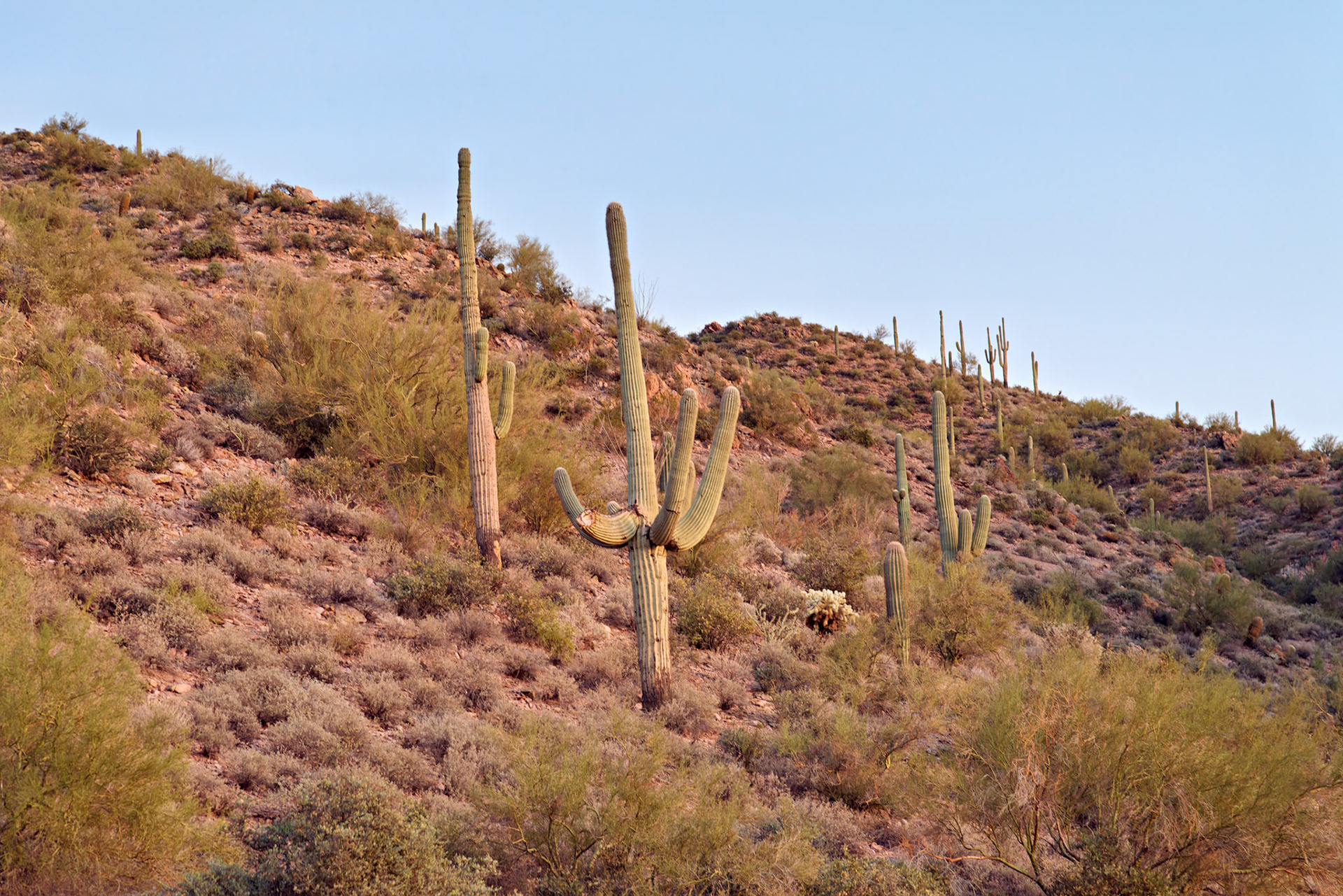 AZ_20121209_0254_PS.dng