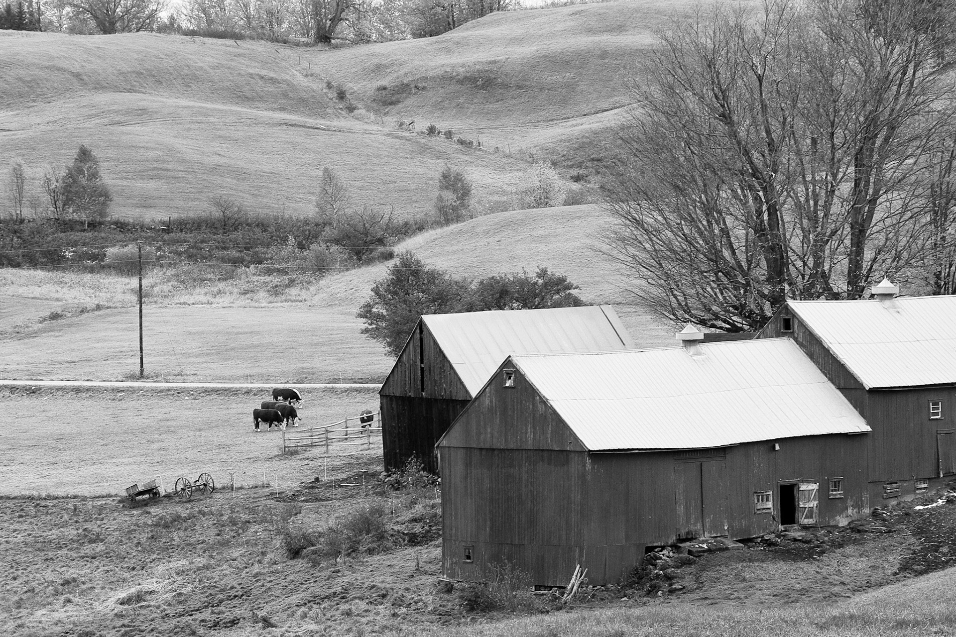 Black &amp; White 00054