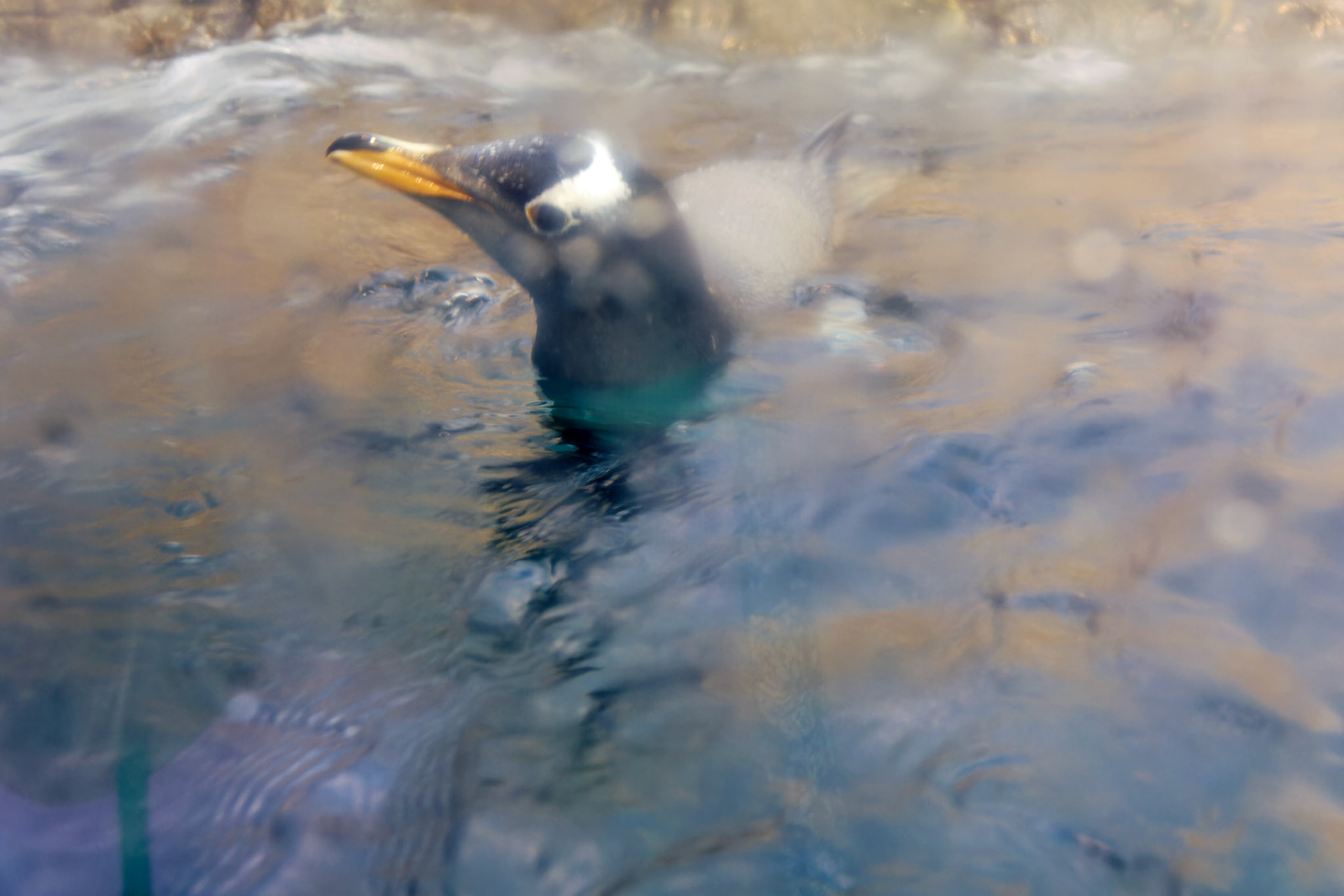 IN_Indianapolis Zoo_20170608_0210_PS.tif