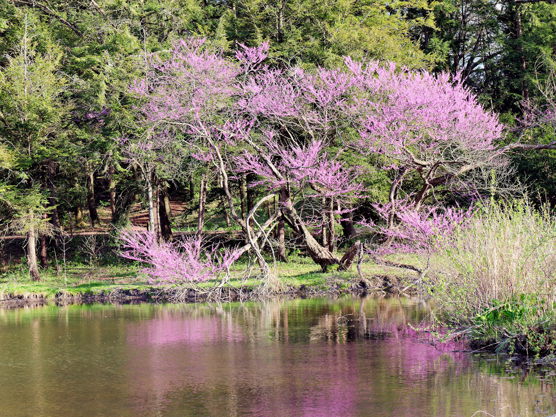 IL_Morton Arboretum_20160425_0761_PS.tif