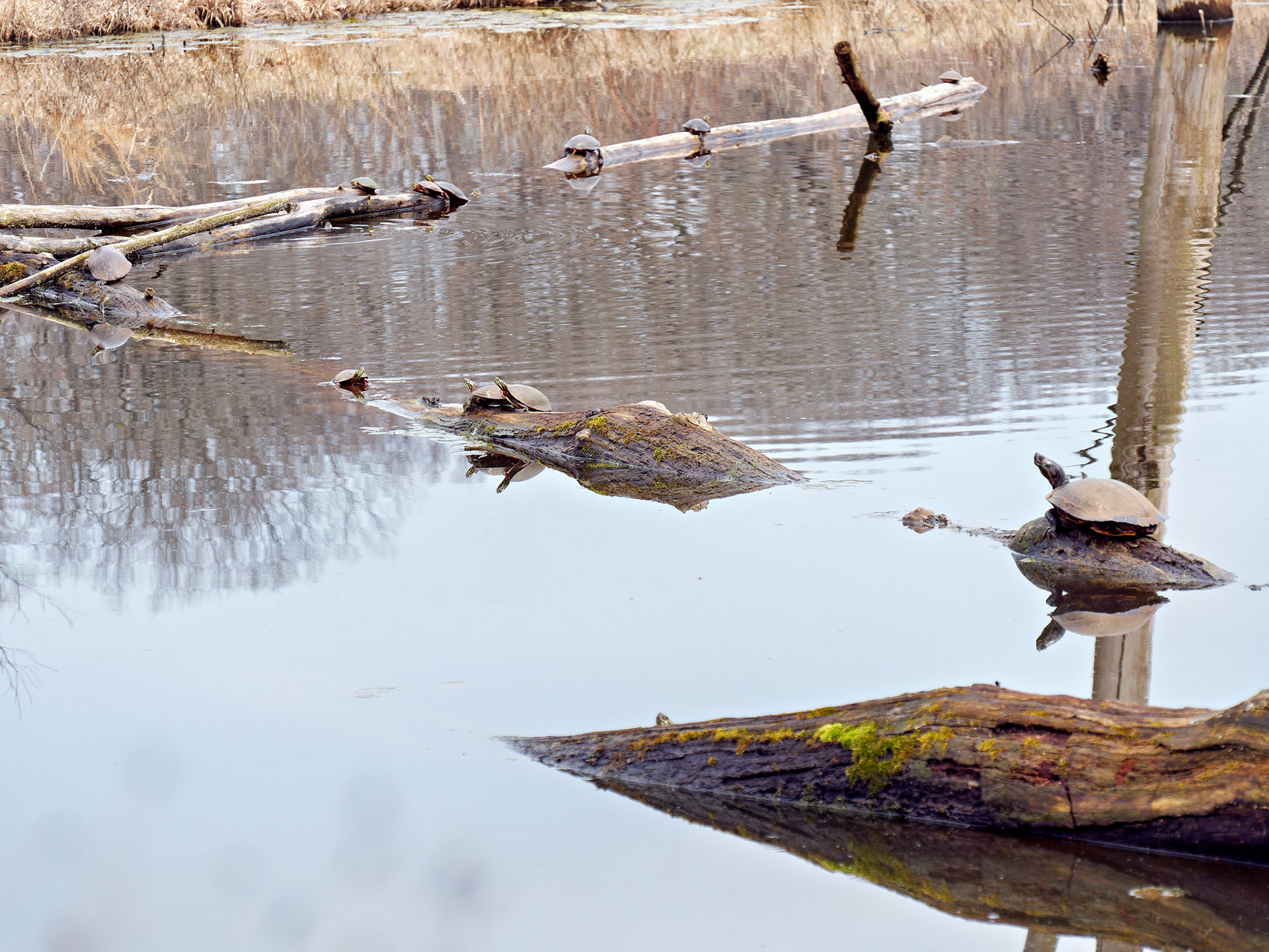 IL_Morton Arboretum_20180411_0793_PS.tif