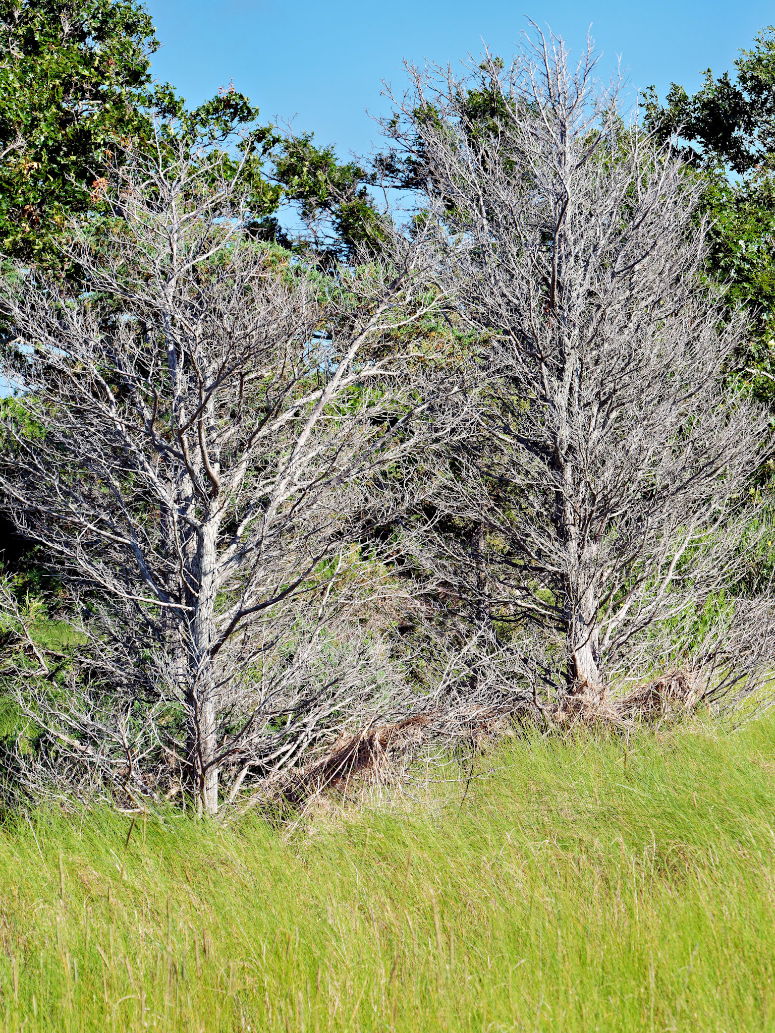 MA_CapeCod_20180724_0394_PS.dng
