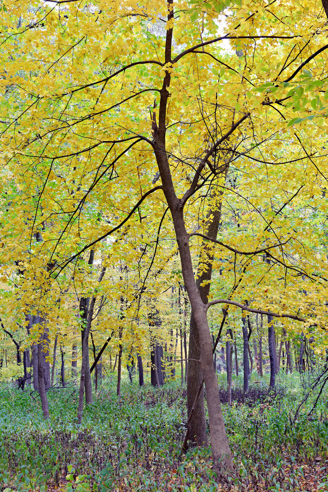 IL_Morton Arboretum_20121005_0528_PS.tif