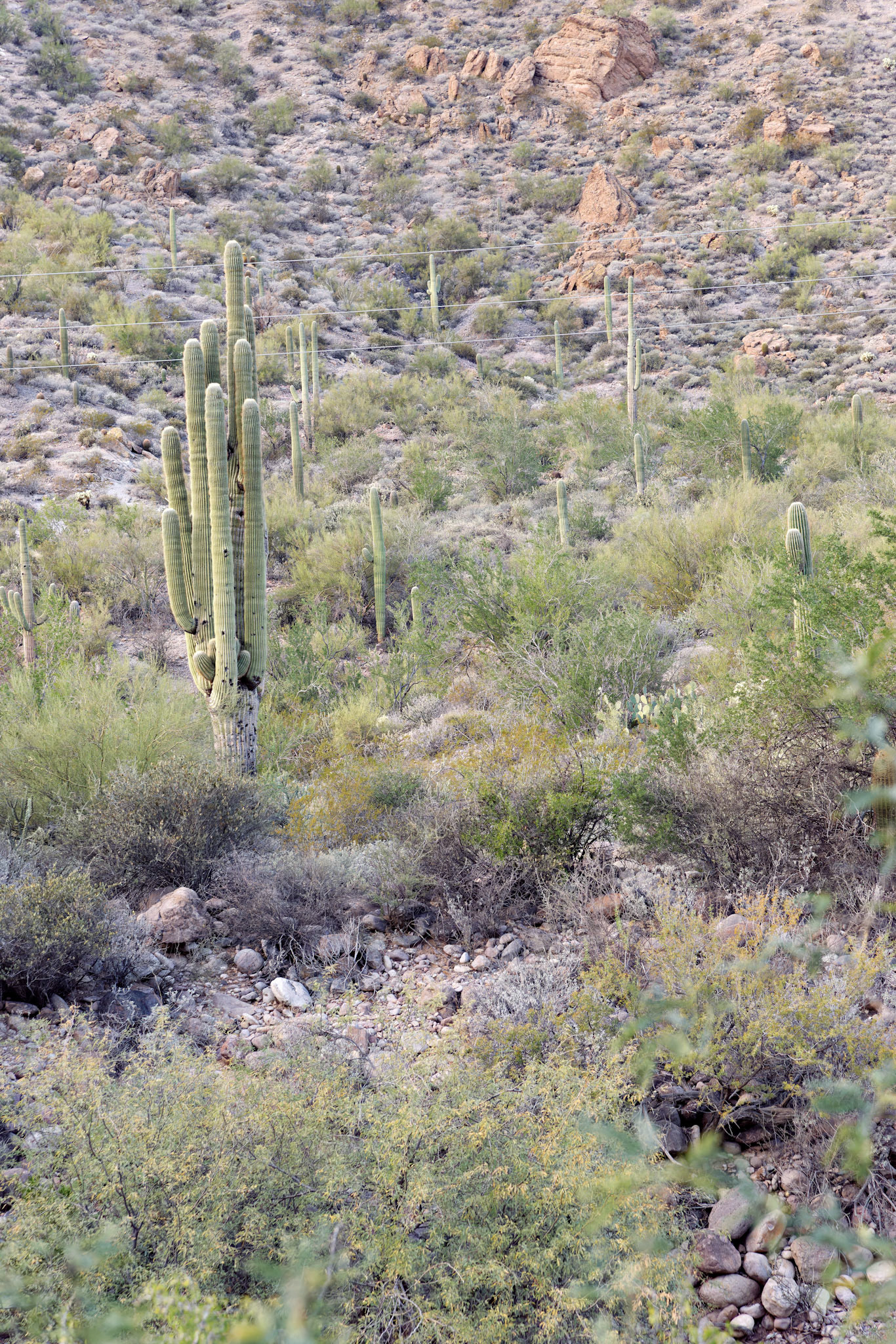 AZ_20121209_0208_PS.dng