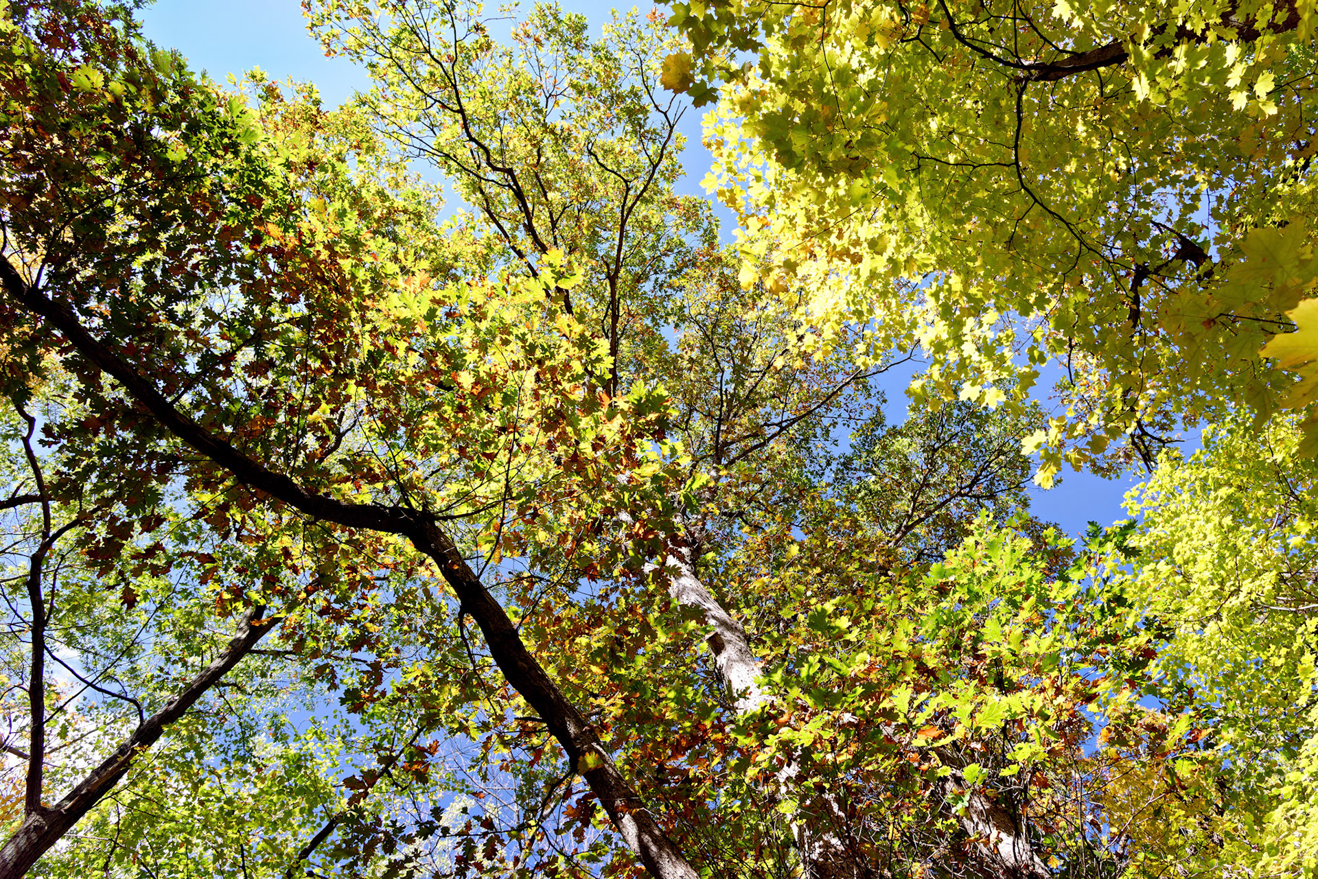 IL_Morton Arboretum_20121012_0568_PS.tif