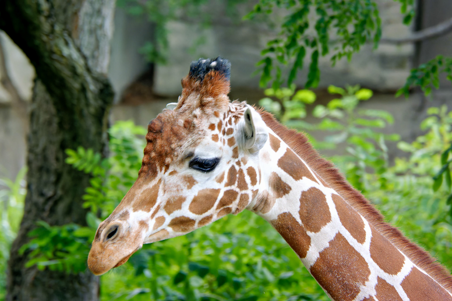 Wildlife_20140718_0461_PS.dng