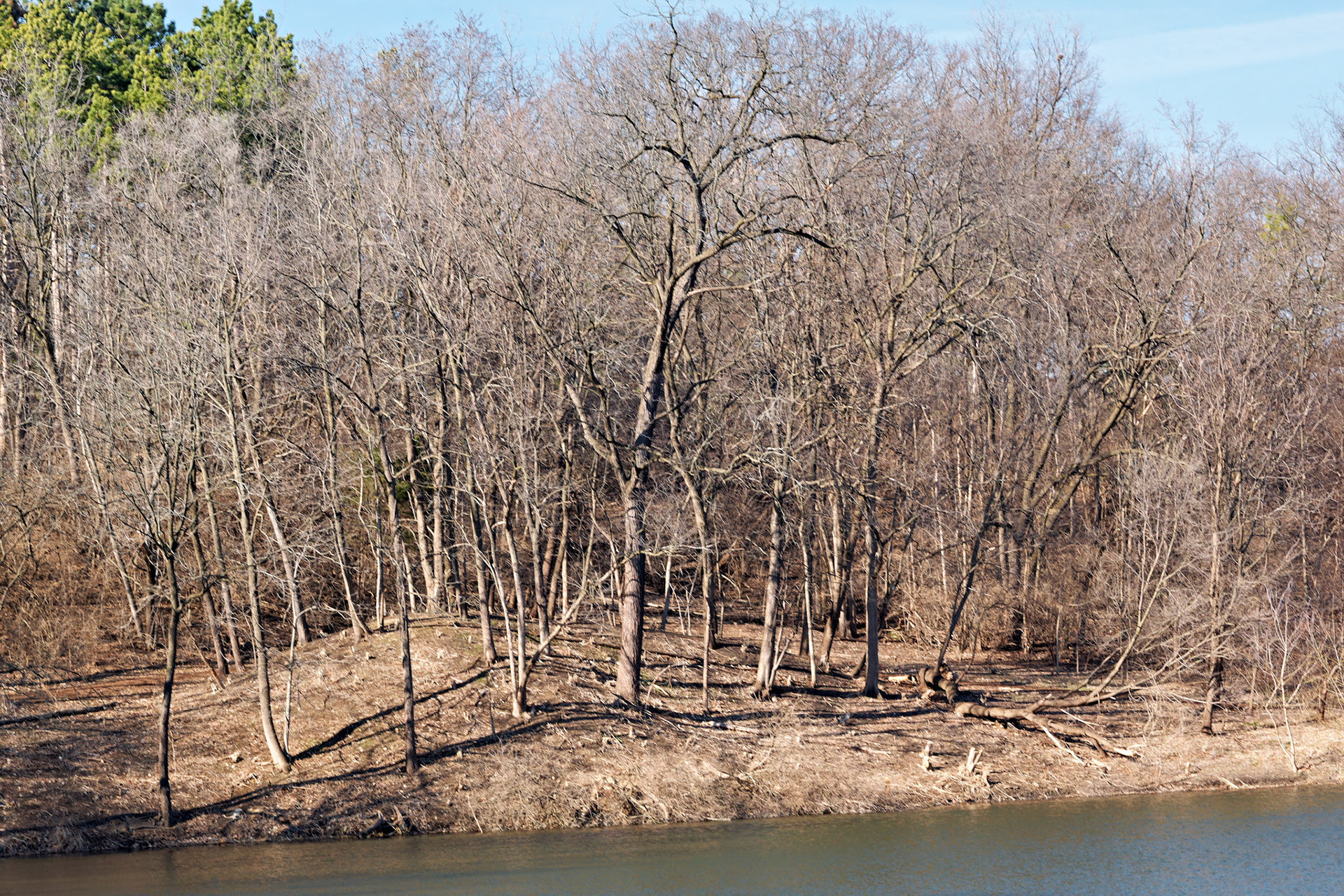 IL_Morton Arboretum_20150402_0660_PS.tif