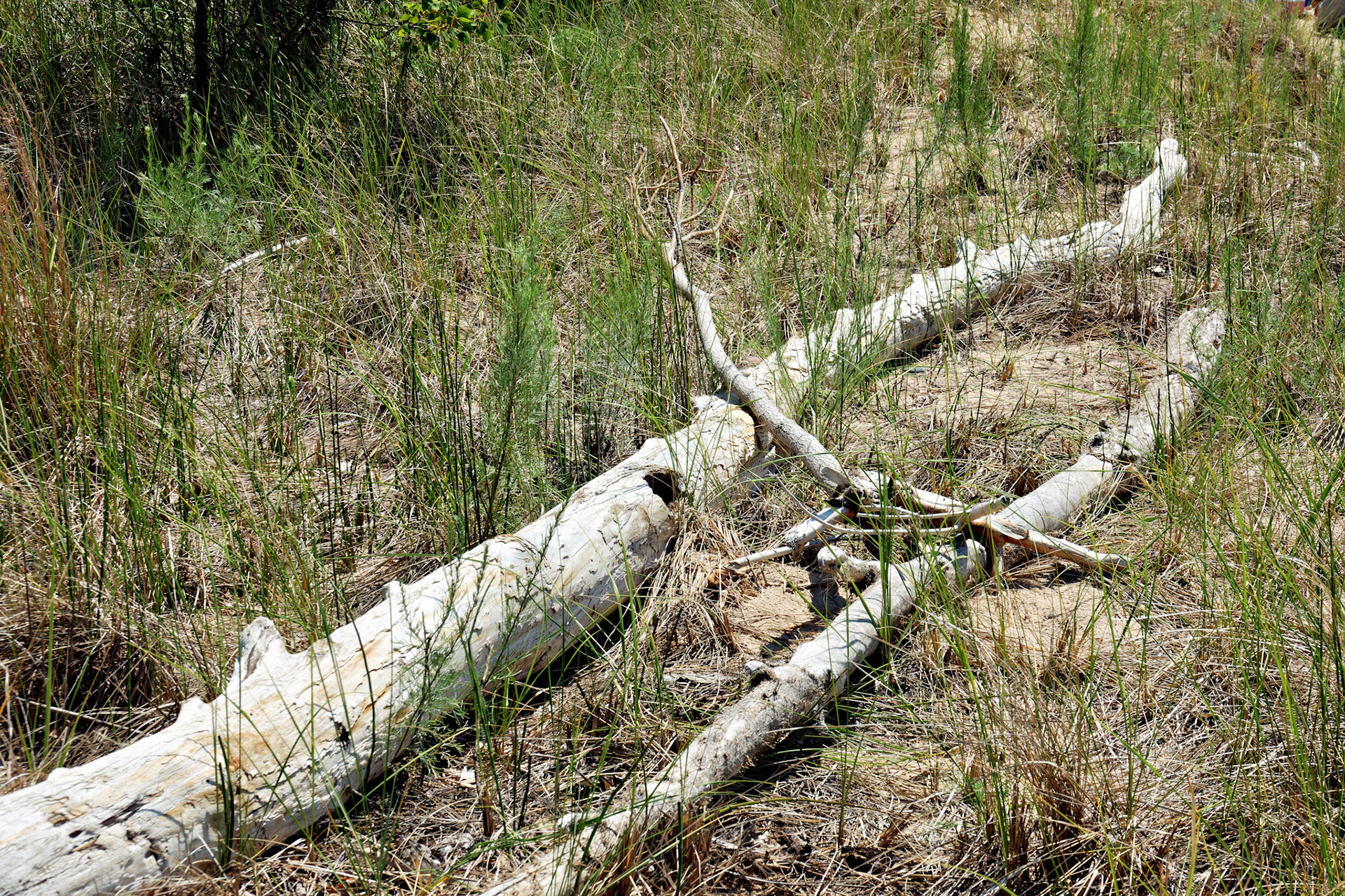 MI_New BuffaloArea_20170715_0229_PS.tif