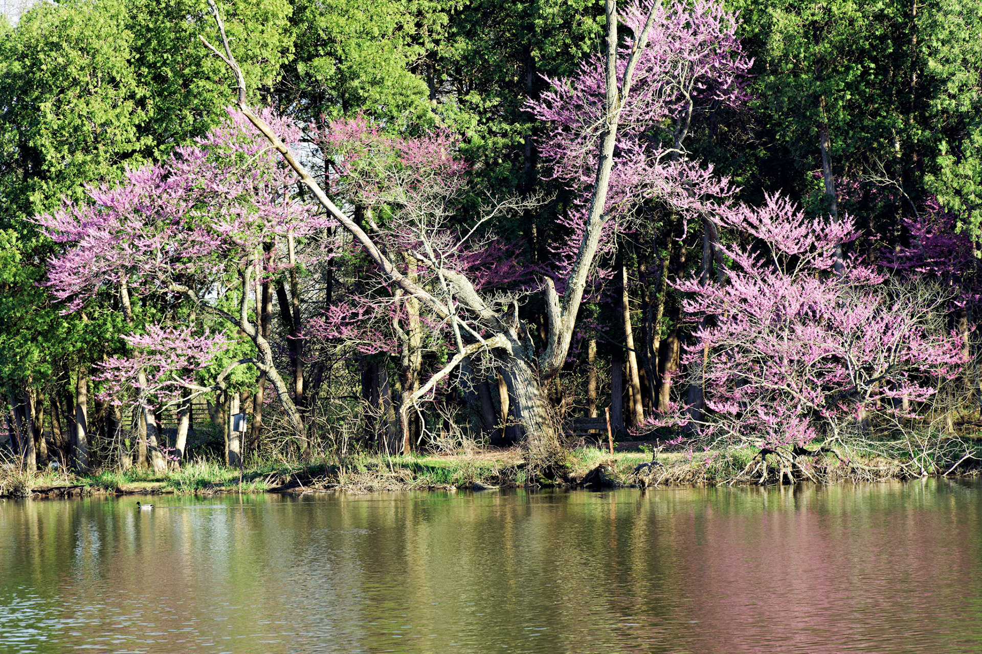 IL_Morton Arboretum_20170422_0791_PS.tif
