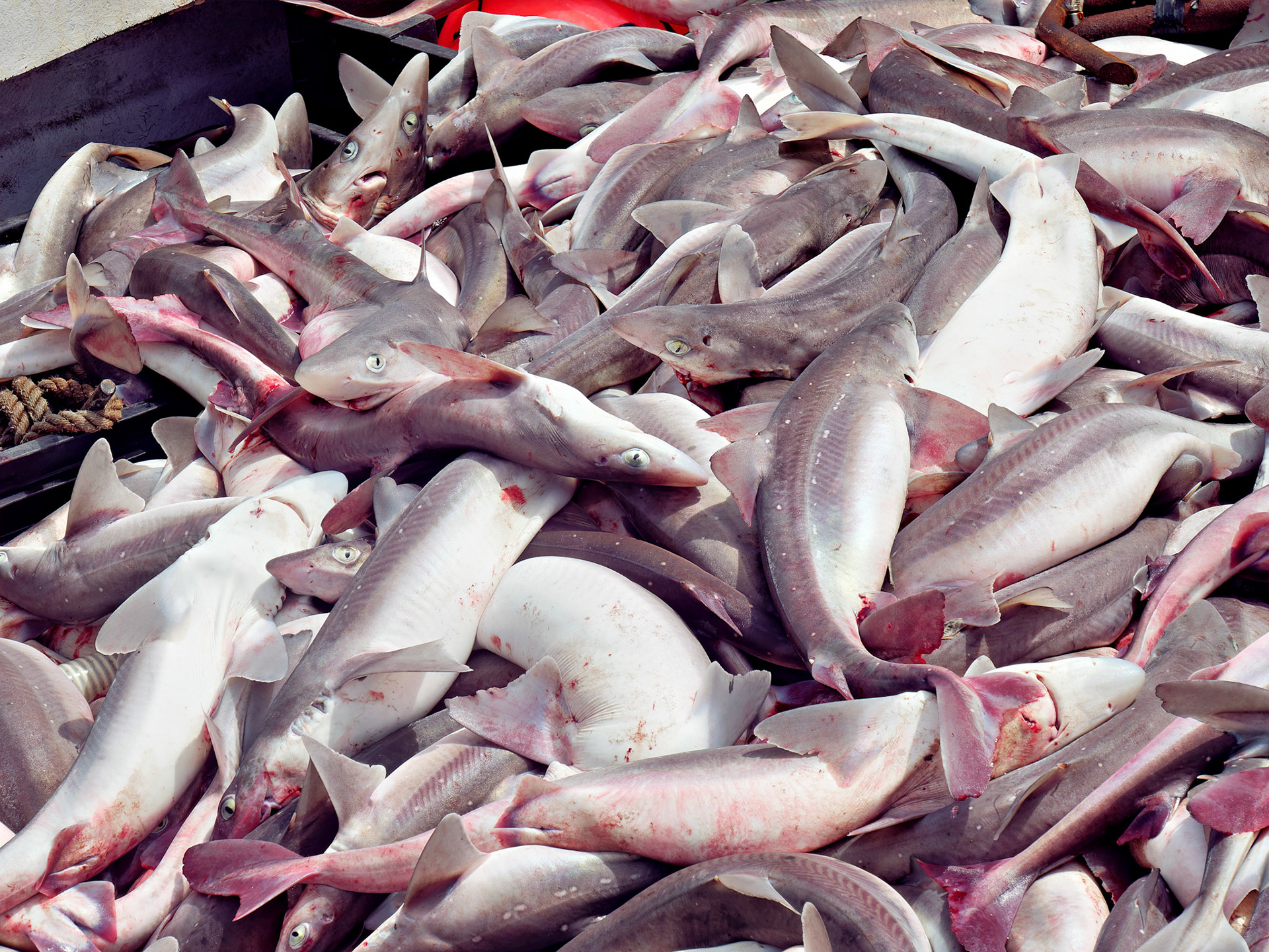 MA_CapeCodChattham_20180725_0001_PS.dng