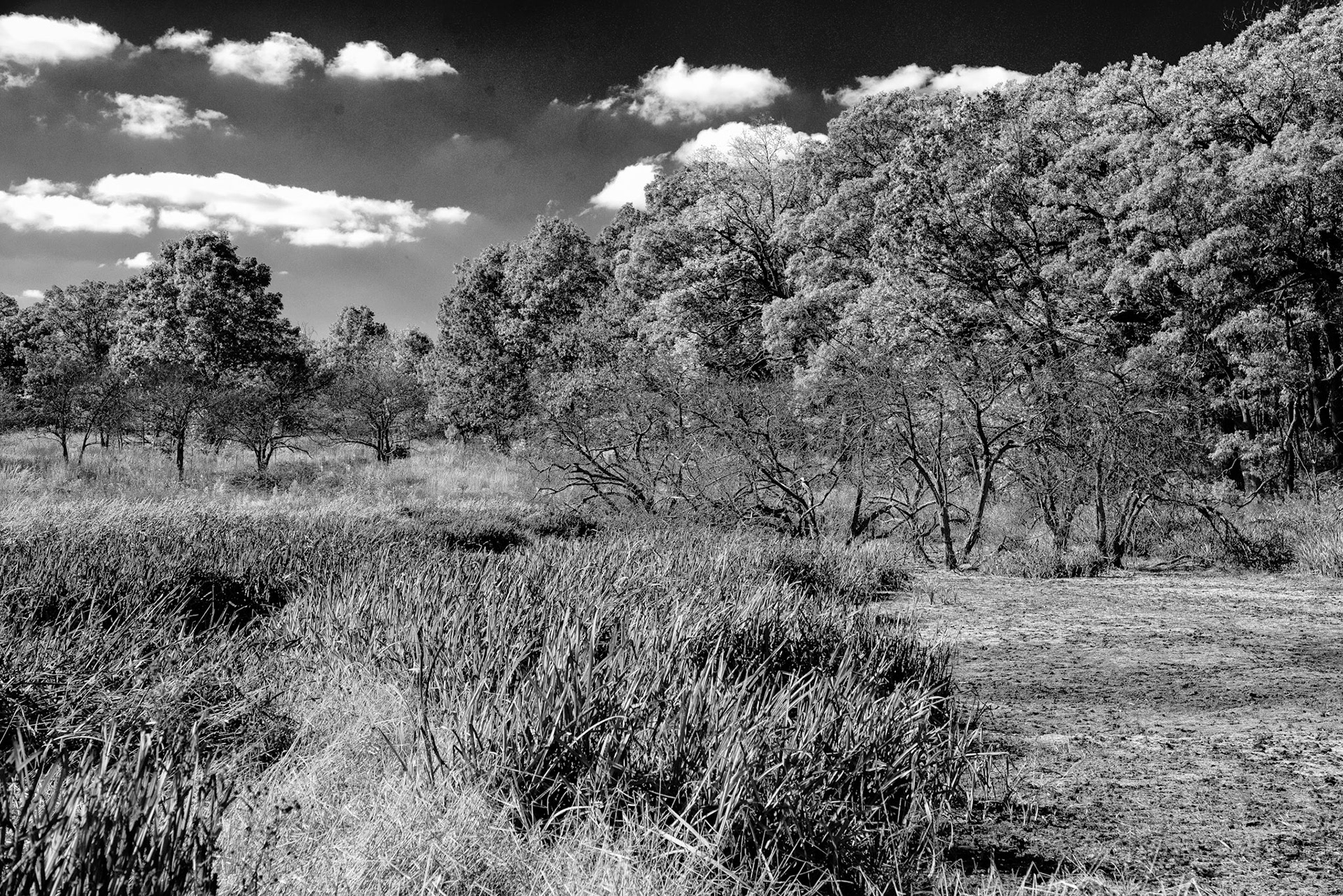 Black &amp; White 00228