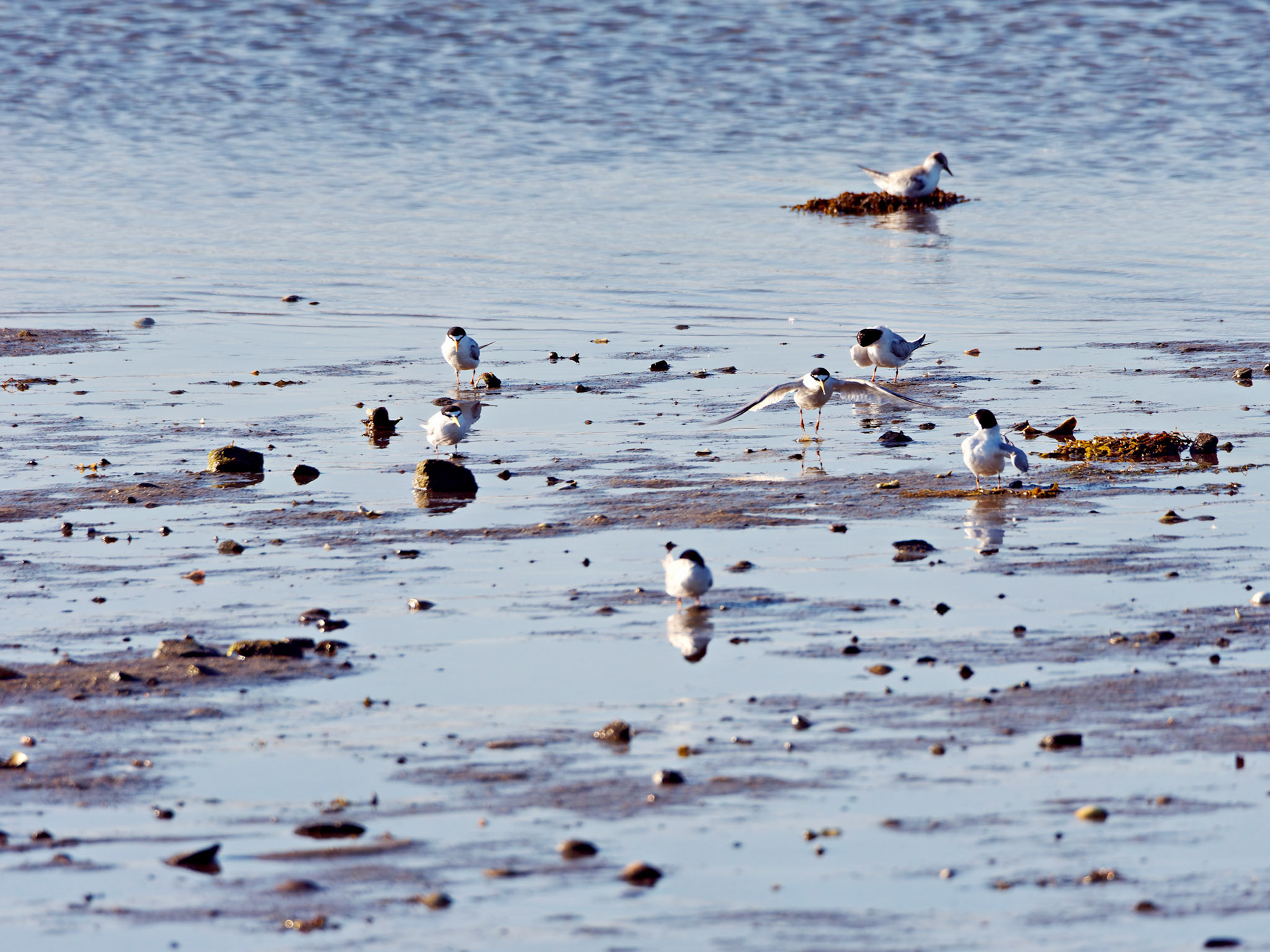 MA_CapeCod_20180724_0438_PS.dng