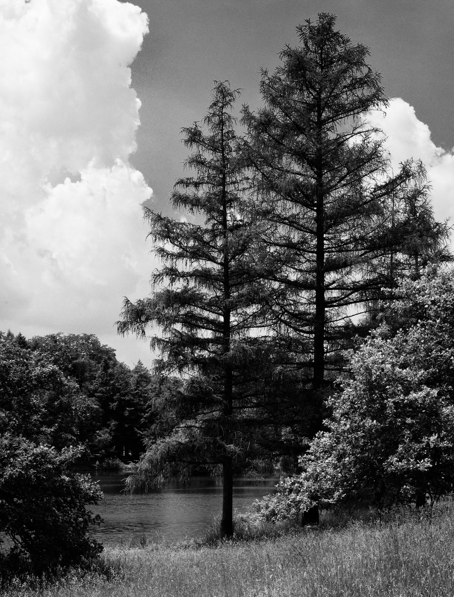 Black &amp; White 00075