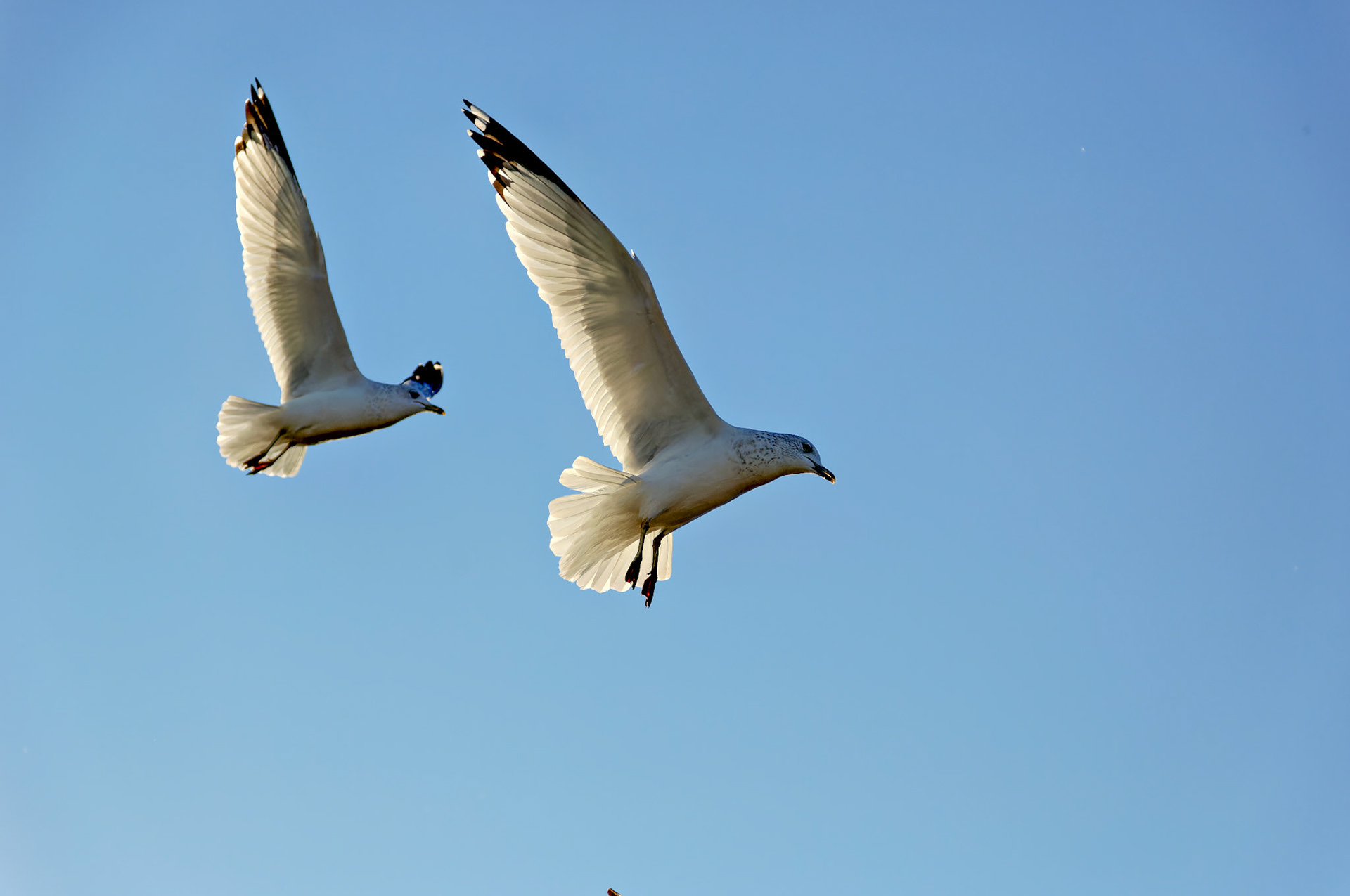 Wildlife_20051102_0141_PS.dng