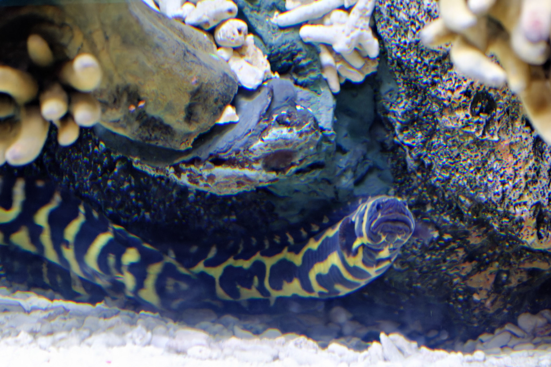 Wildlife_20120725_0277_PS.dng