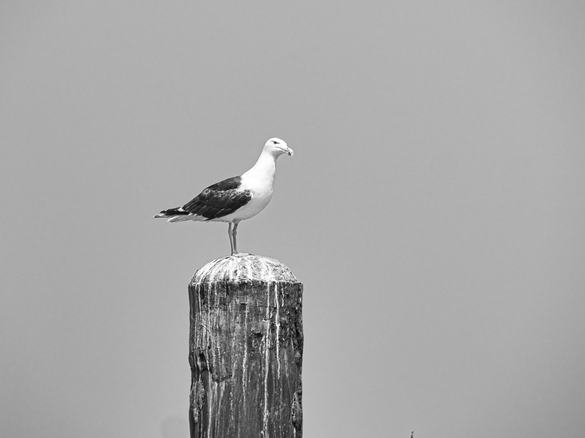 Black &amp; White 00297