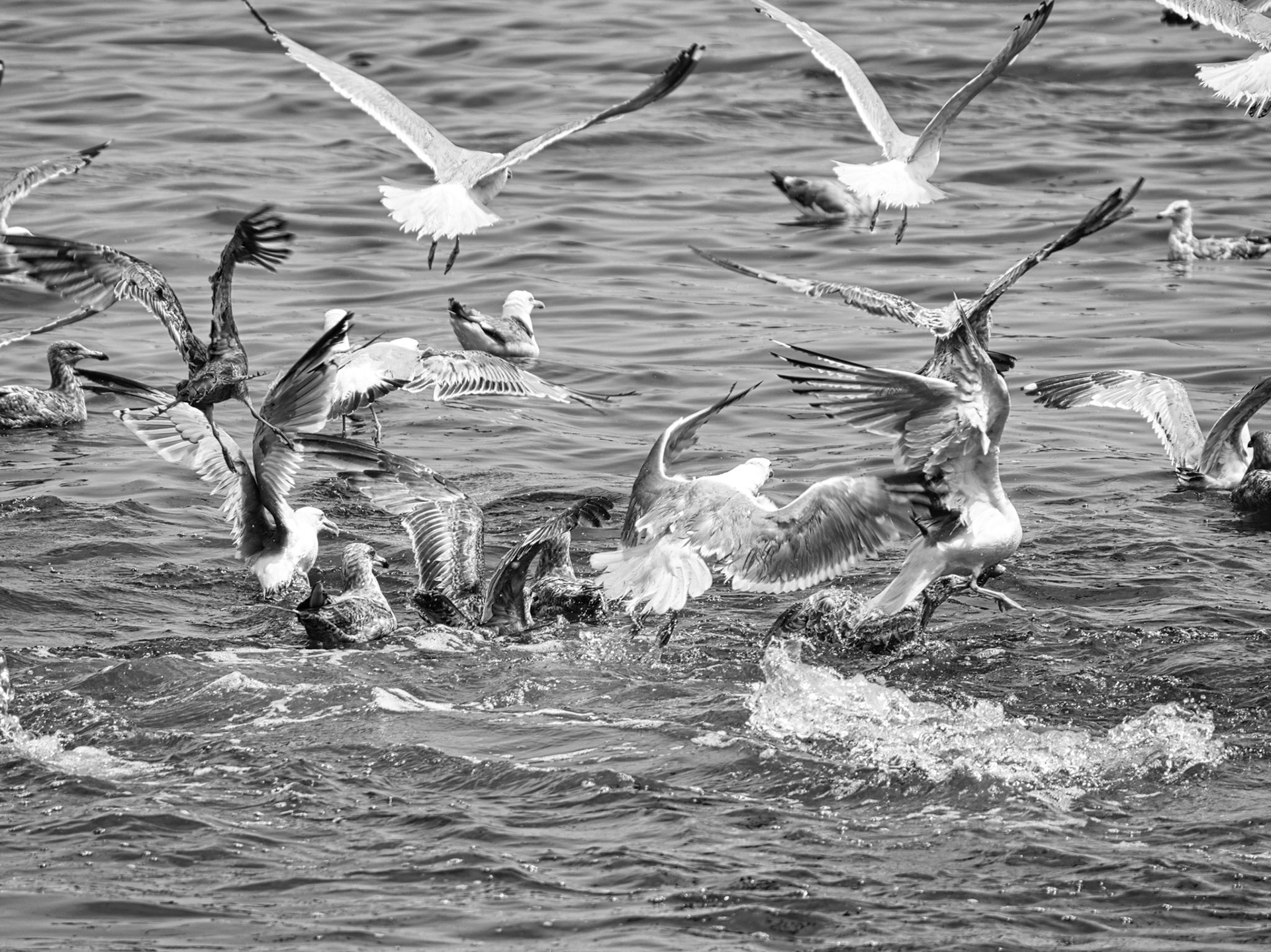 Black &amp; White 00300